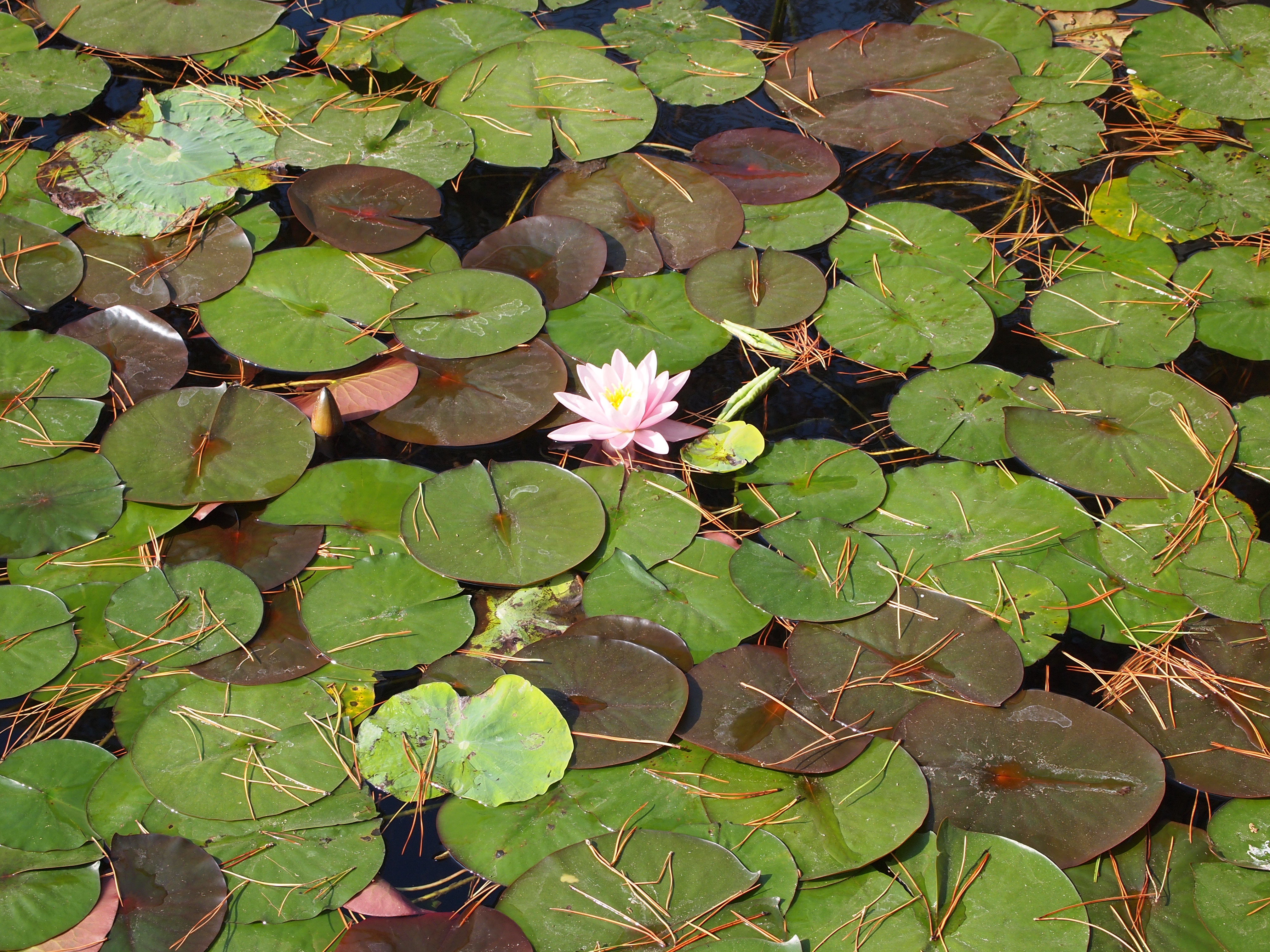 Baixe gratuitamente a imagem Lago, Terra/natureza na área de trabalho do seu PC