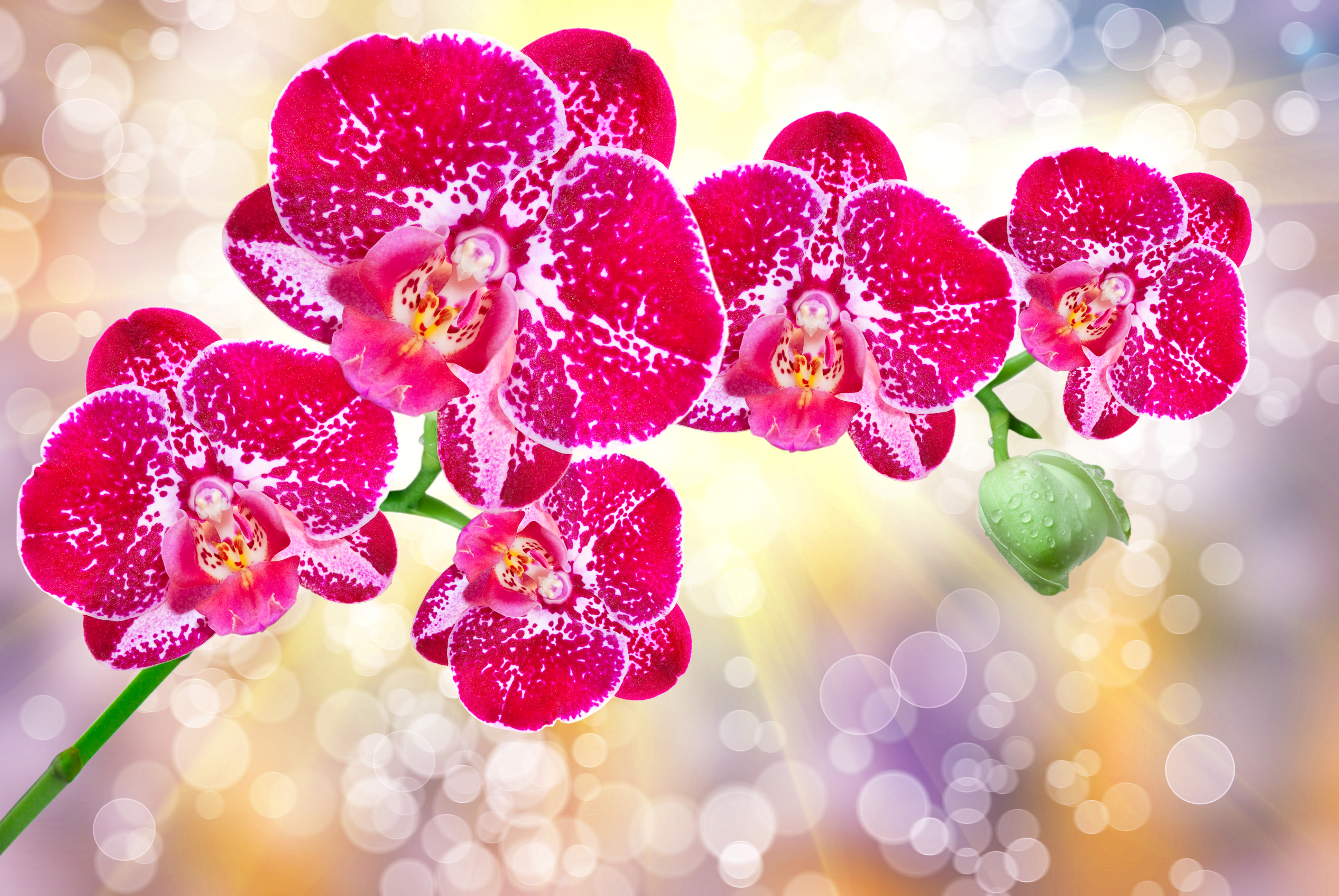 Handy-Wallpaper Blumen, Blume, Bokeh, Orchidee, Sonnenstrahl, Erde/natur, Pinke Blume kostenlos herunterladen.