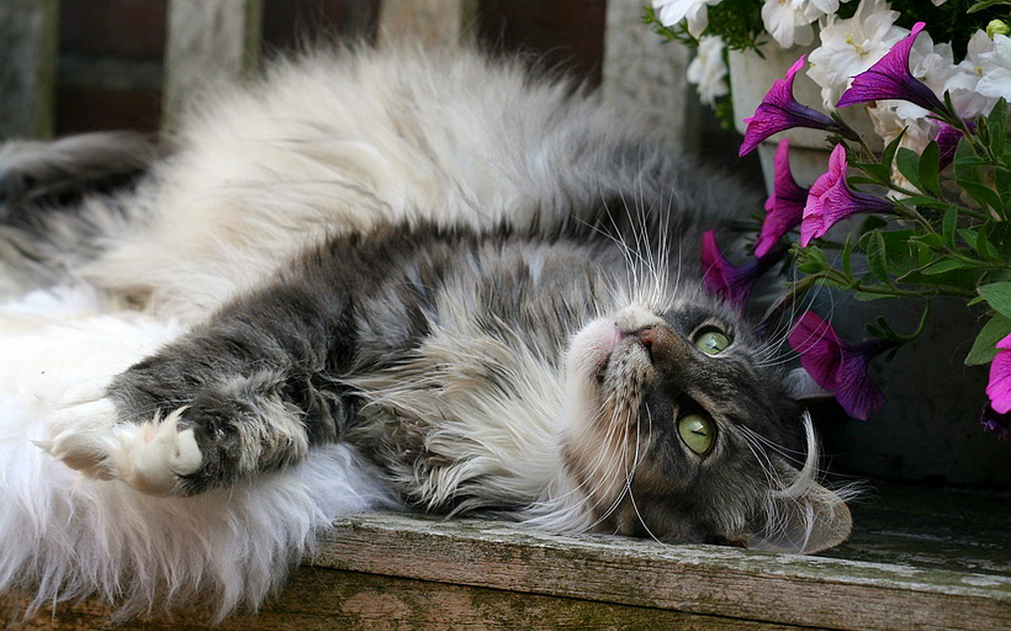 Baixe gratuitamente a imagem Animais, Gato na área de trabalho do seu PC