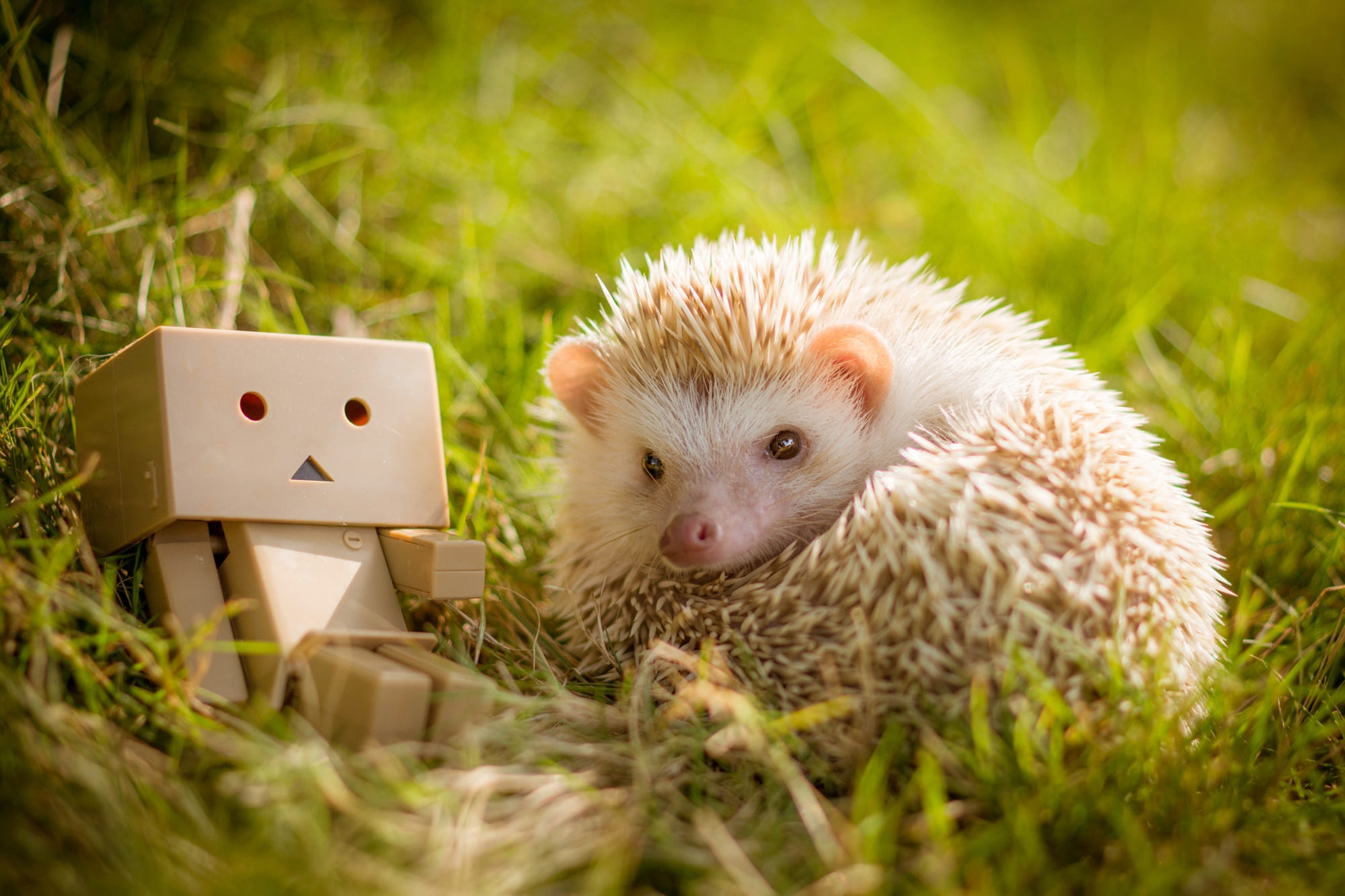 Download mobile wallpaper Animal, Danbo, Hedgehog for free.