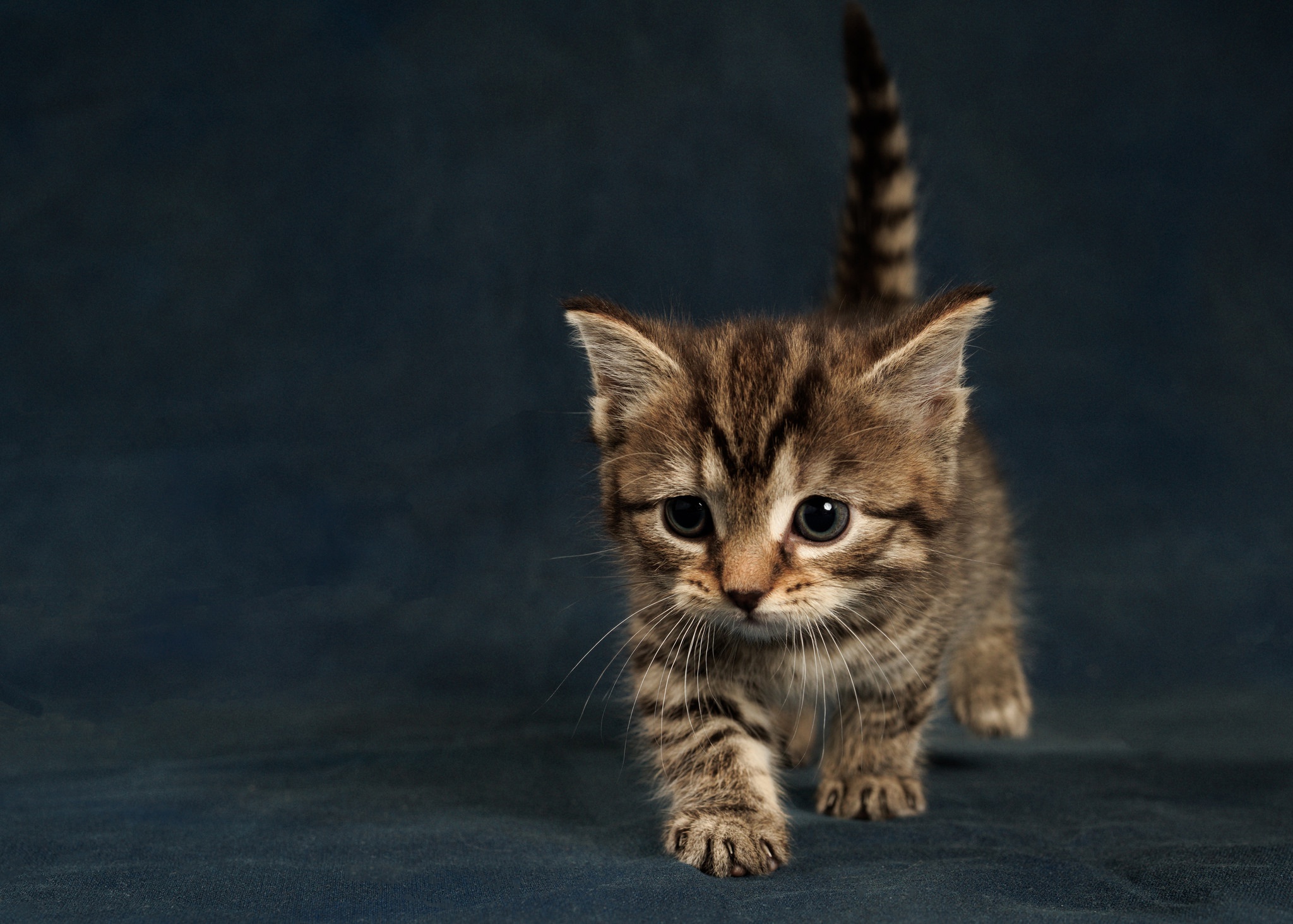 Téléchargez gratuitement l'image Animaux, Chats, Chat, Chaton, Bébé Animal sur le bureau de votre PC