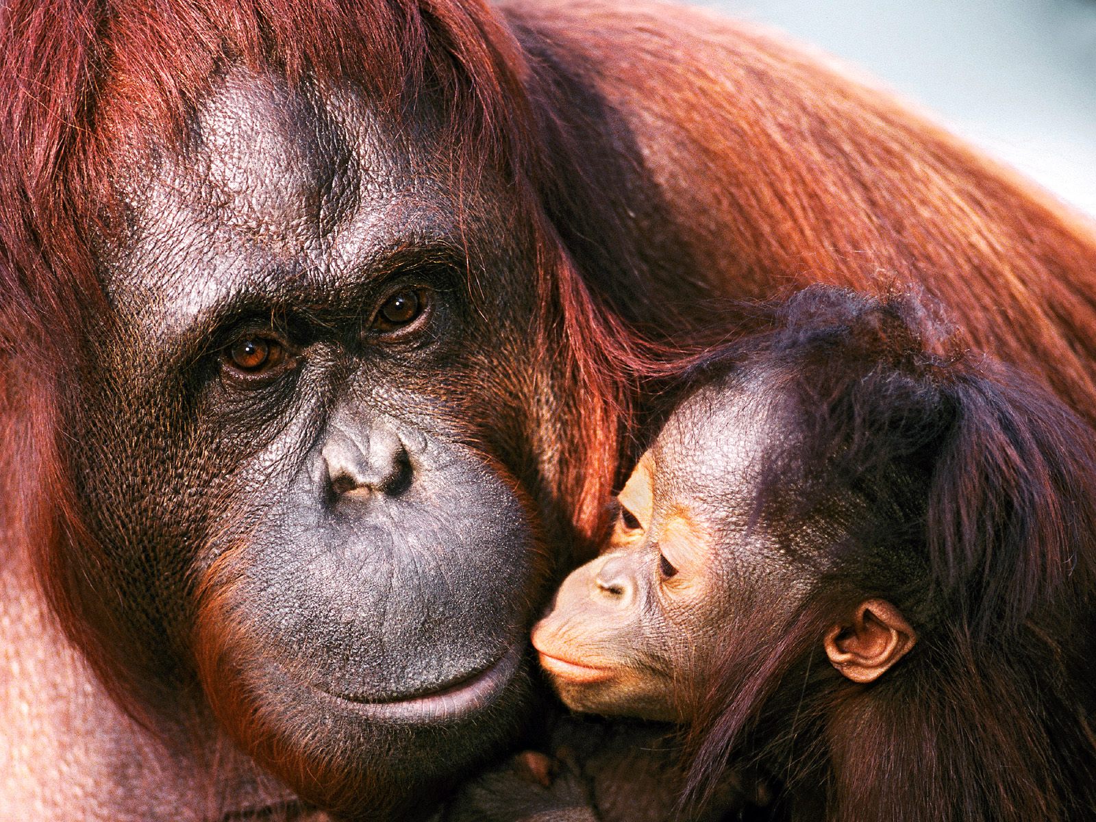 Laden Sie das Tiere, Orang Utan-Bild kostenlos auf Ihren PC-Desktop herunter