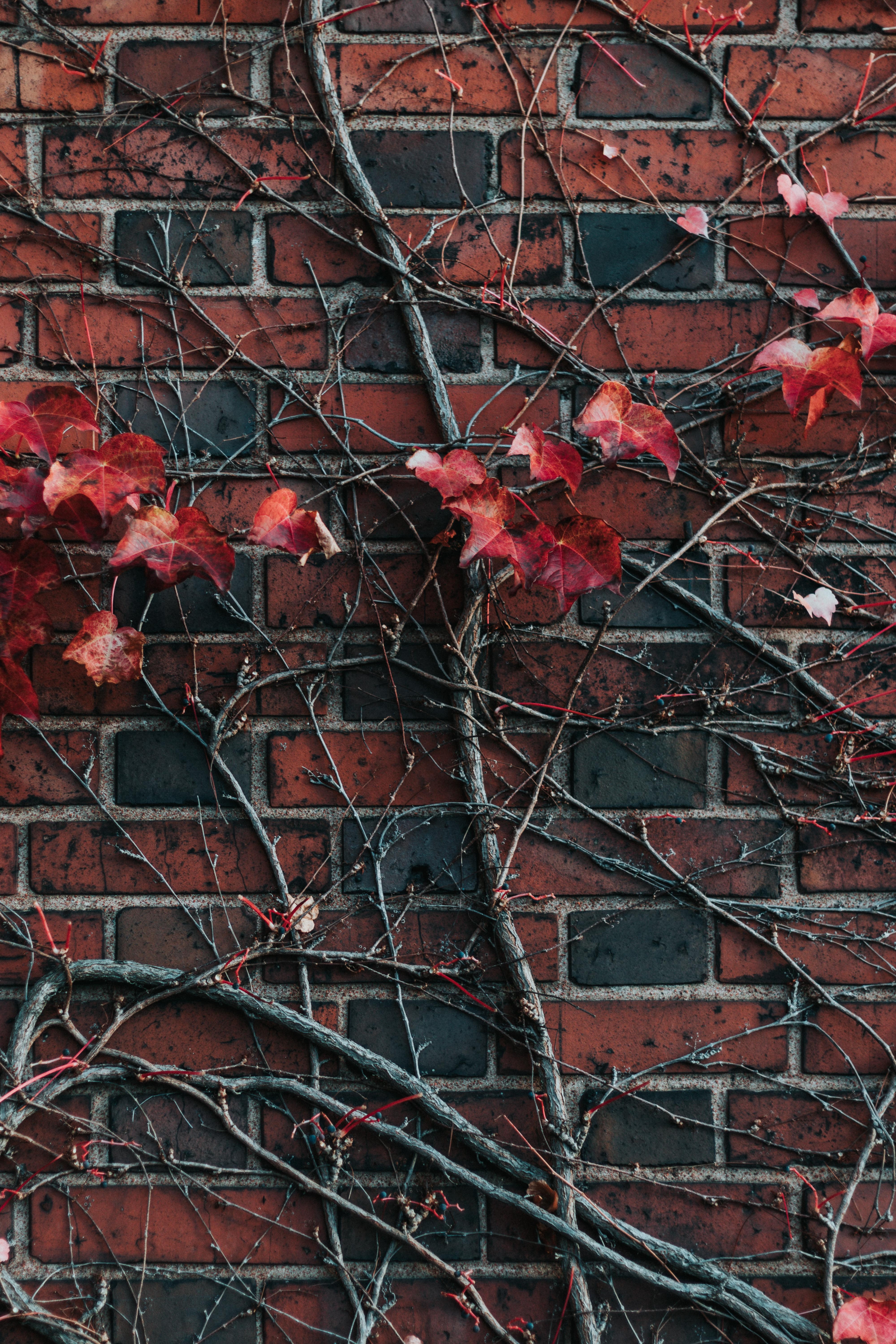 Download mobile wallpaper Brick, Branch, Miscellaneous, Plant, Miscellanea, Leaves, Wall for free.
