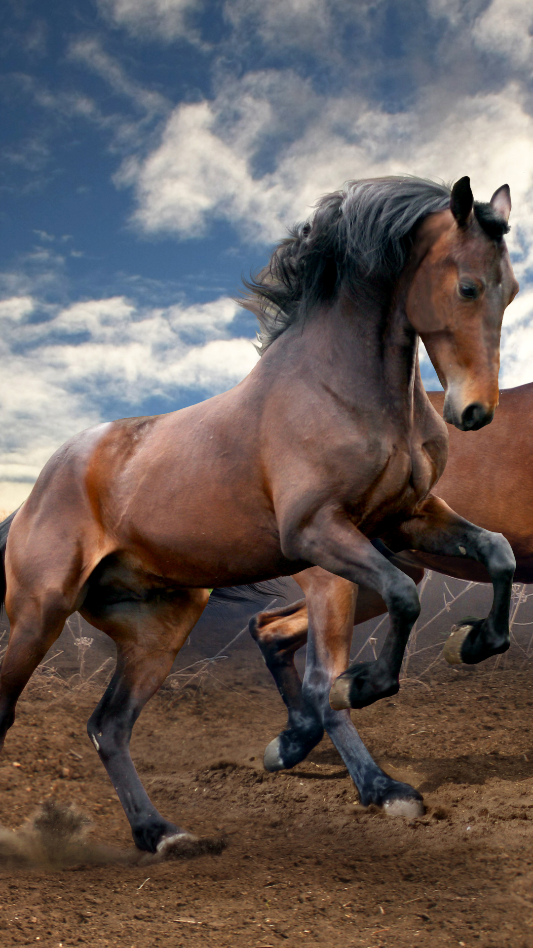 Download mobile wallpaper Animal, Horse for free.