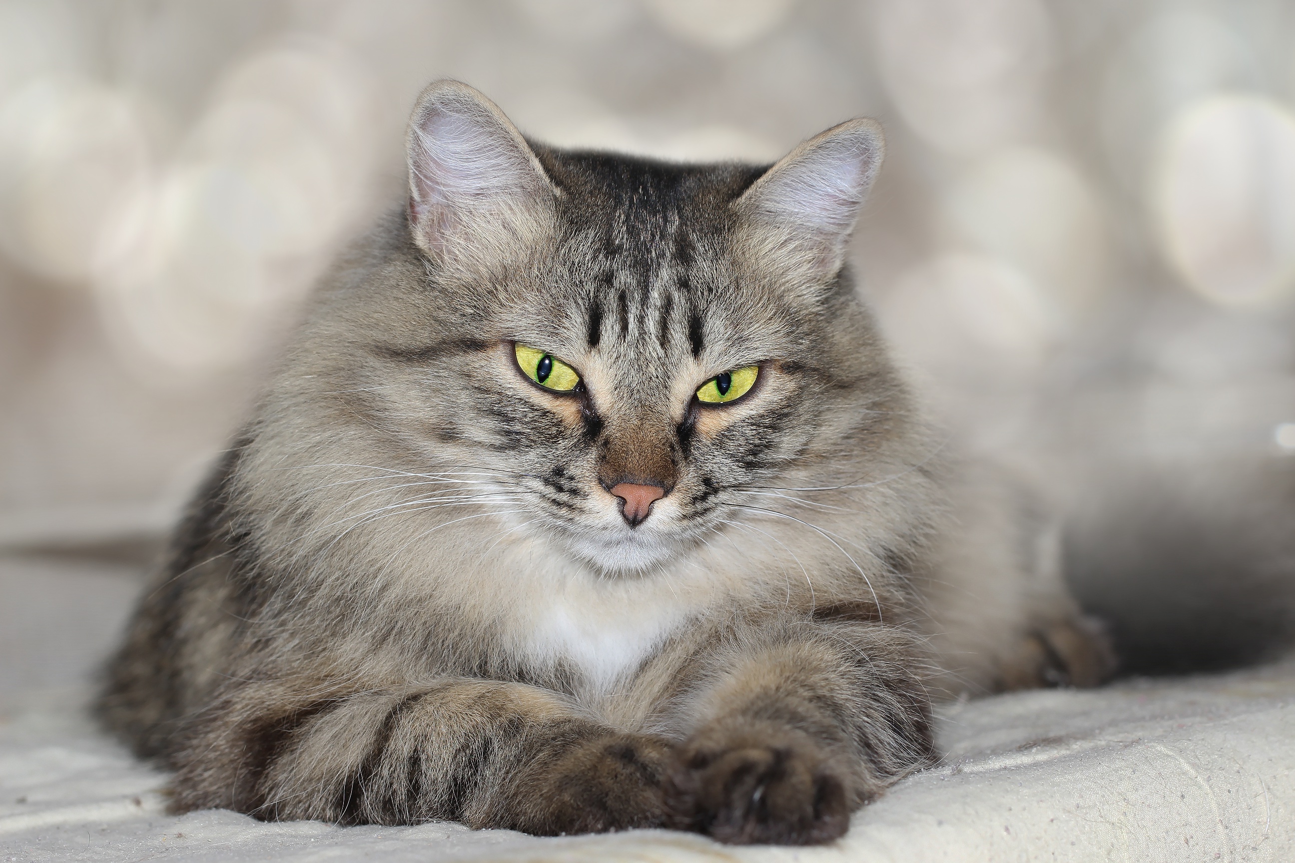 Baixe gratuitamente a imagem Animais, Gatos, Gato na área de trabalho do seu PC