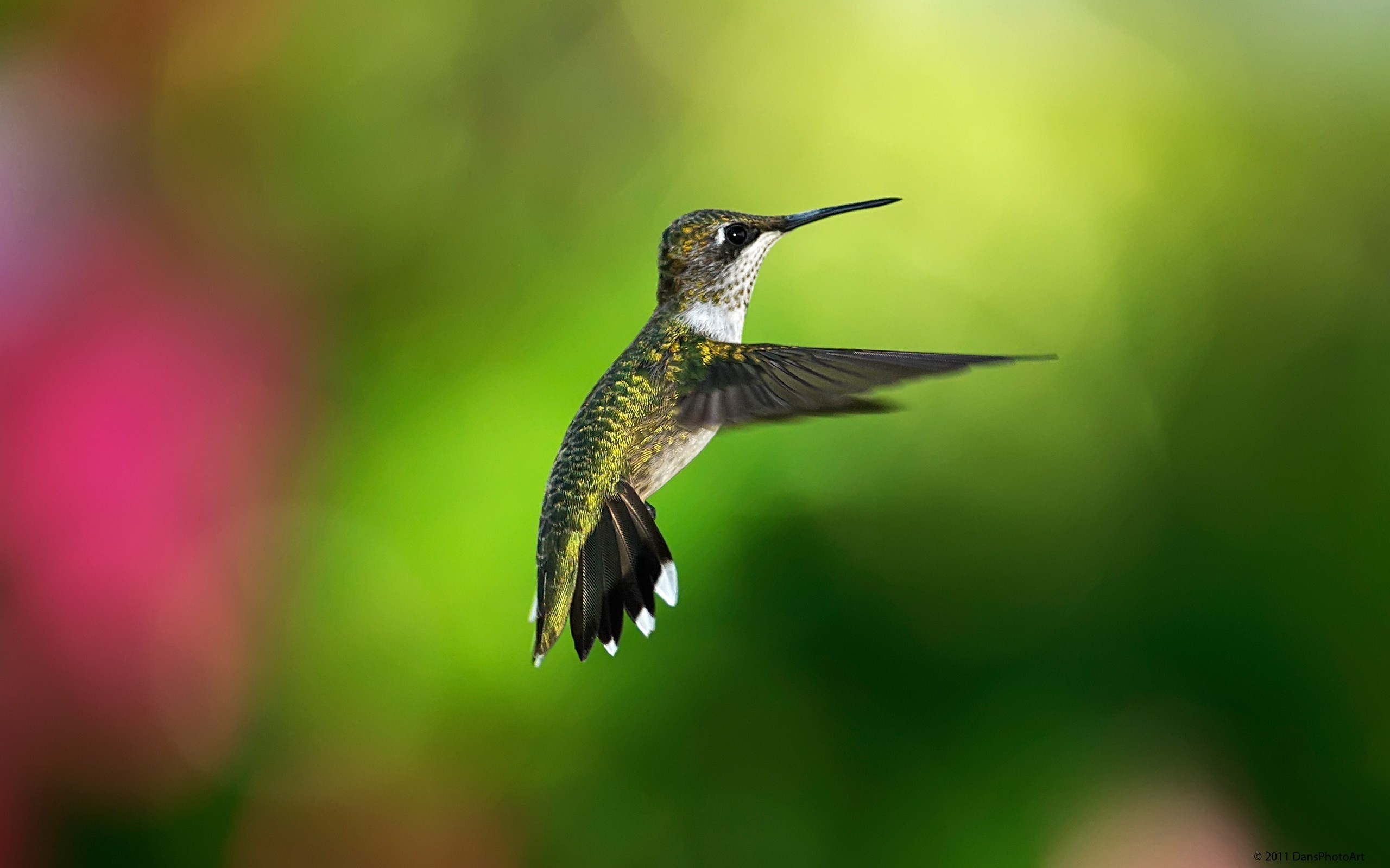 Baixar papel de parede para celular de Beija Flor, Aves, Animais gratuito.