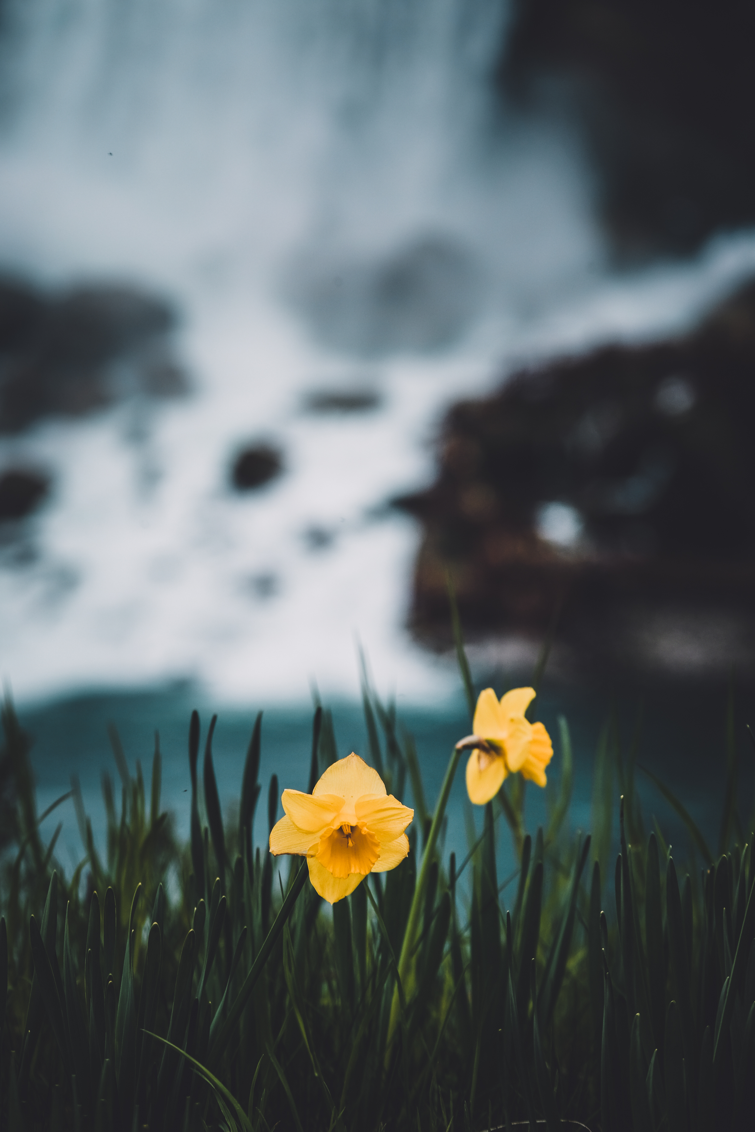 Download mobile wallpaper Grass, Narcissussi, Flowers, Smooth, Blur for free.