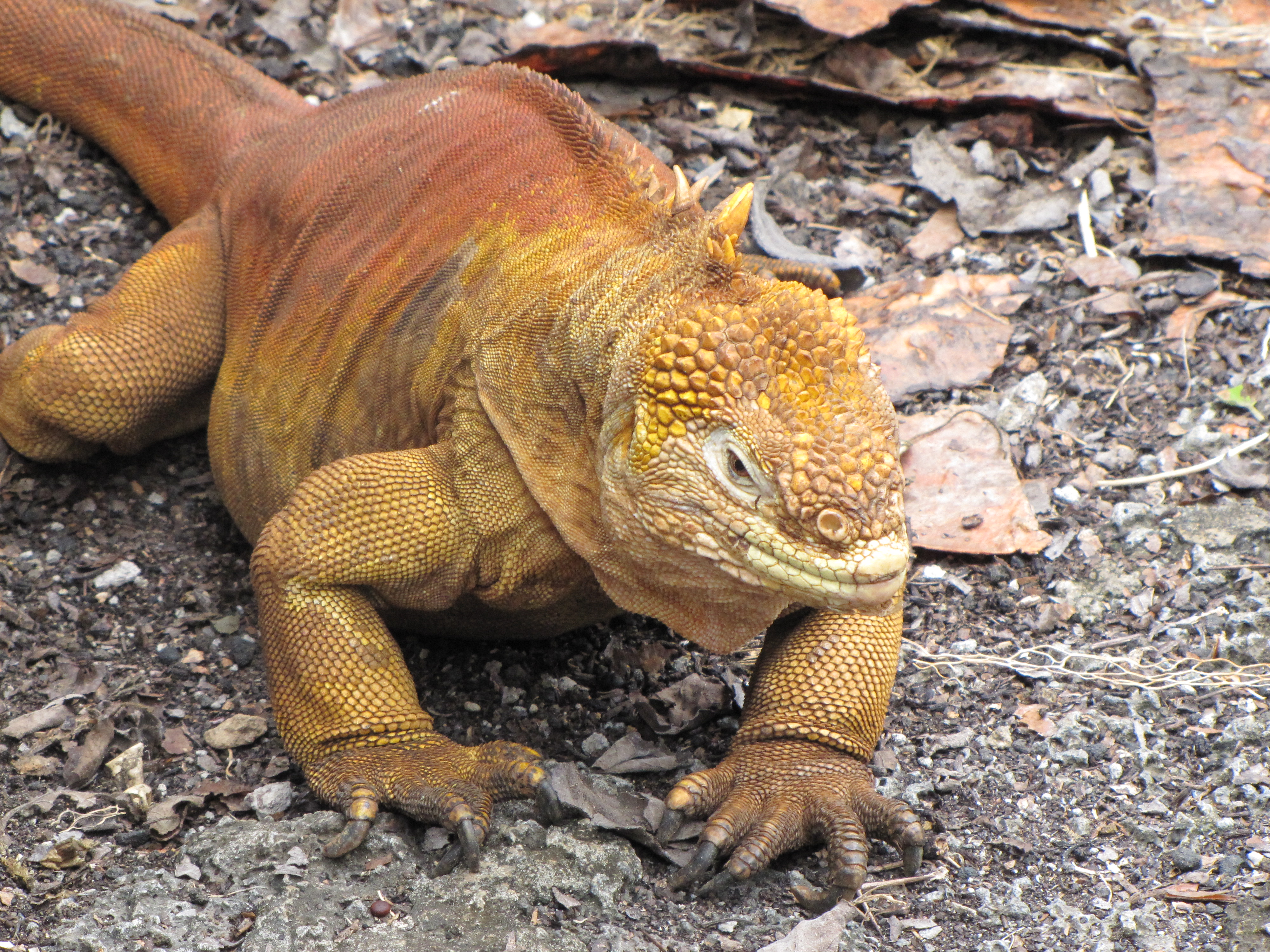 Descarga gratuita de fondo de pantalla para móvil de Lagarto, Reptiles, Animales.