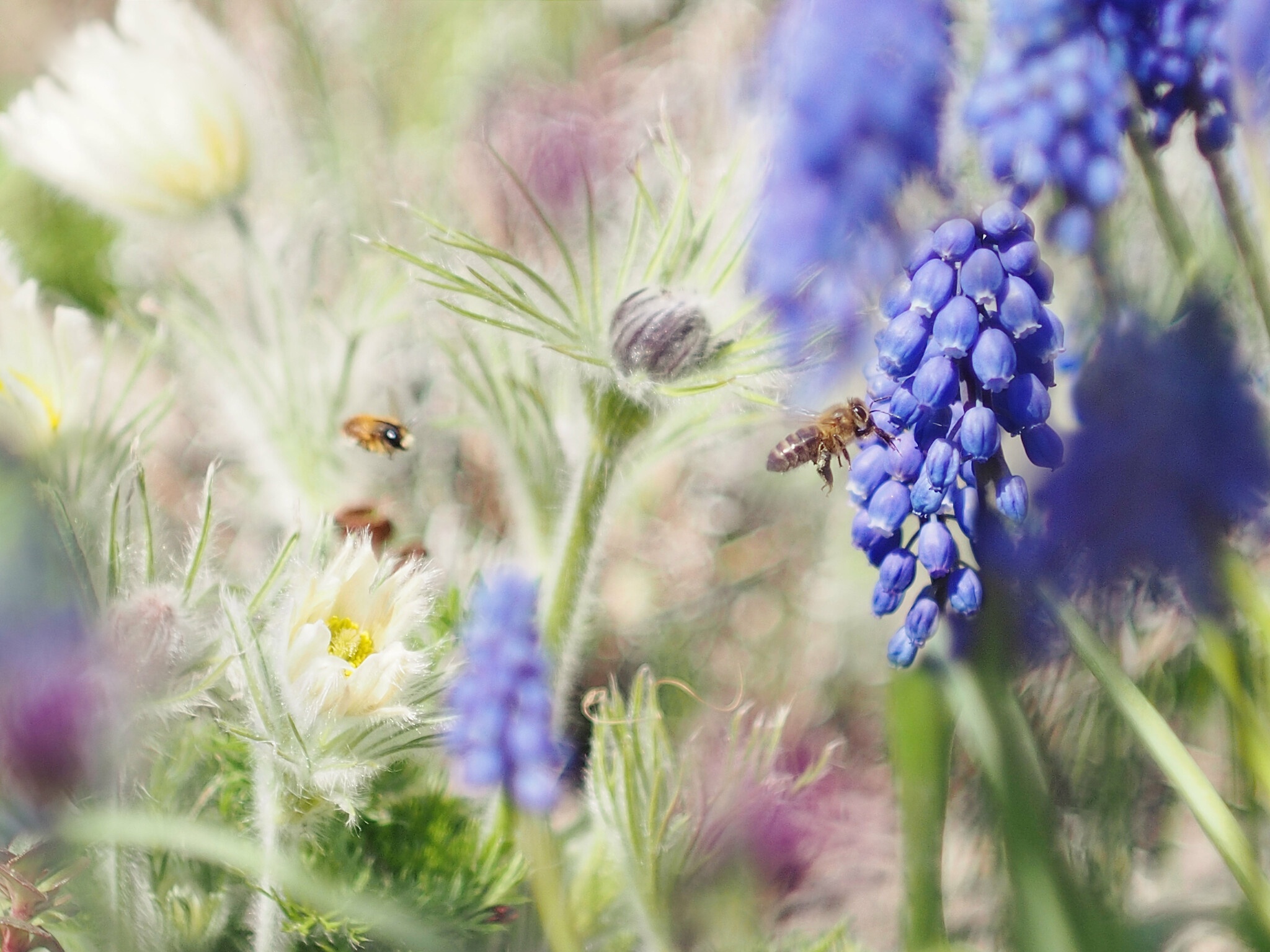 PCデスクトップに動物, 昆虫, 花, 大きい, 蜂, 青い花, 虫画像を無料でダウンロード