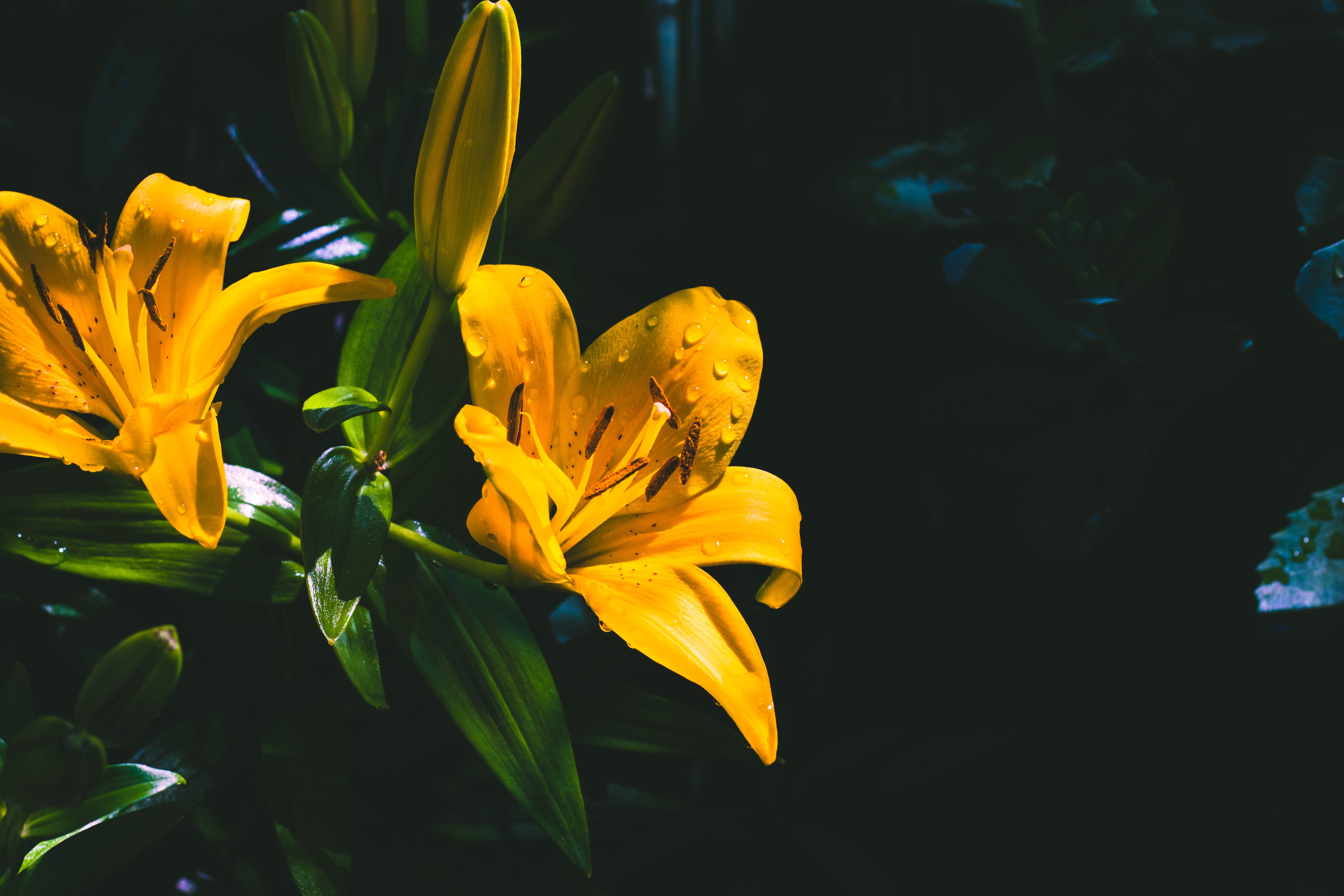 61217 скачать обои желтый, цветы, лилия, капли, цветок, мокрый - заставки и картинки бесплатно