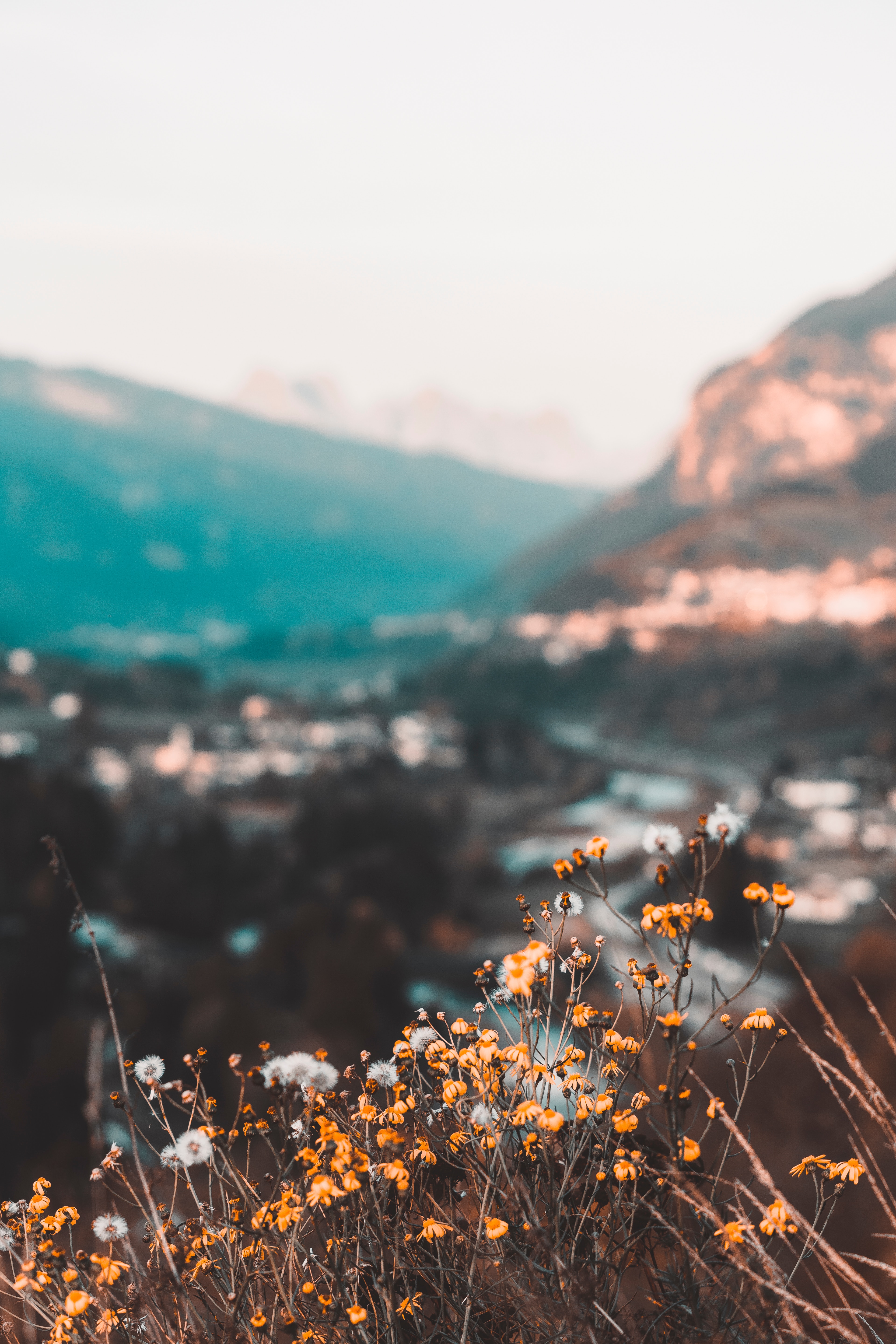 nature, flowers, mountains, yellow, wild download HD wallpaper
