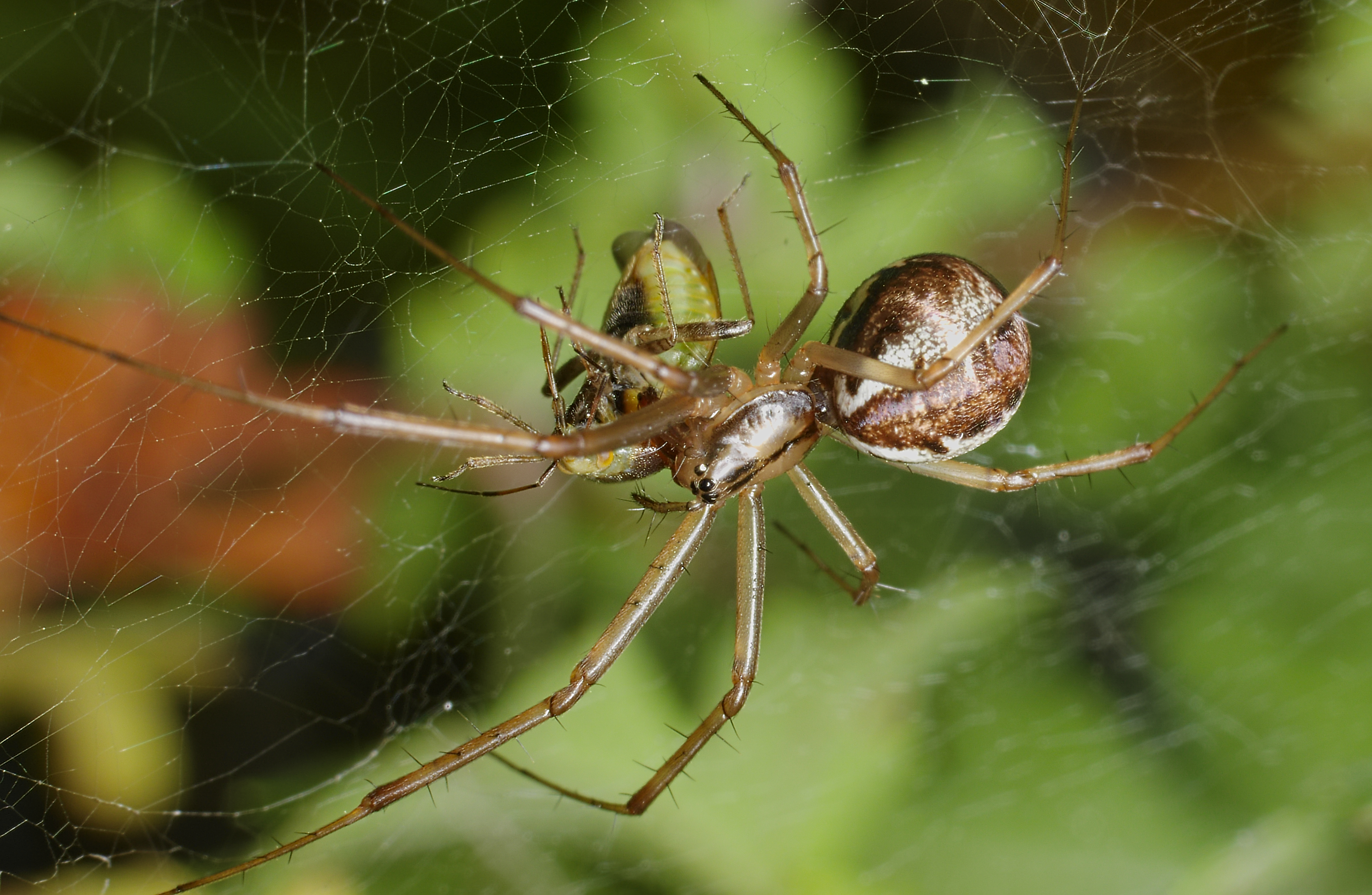 Download mobile wallpaper Spiders, Insect, Animal, Spider, Arachnid for free.