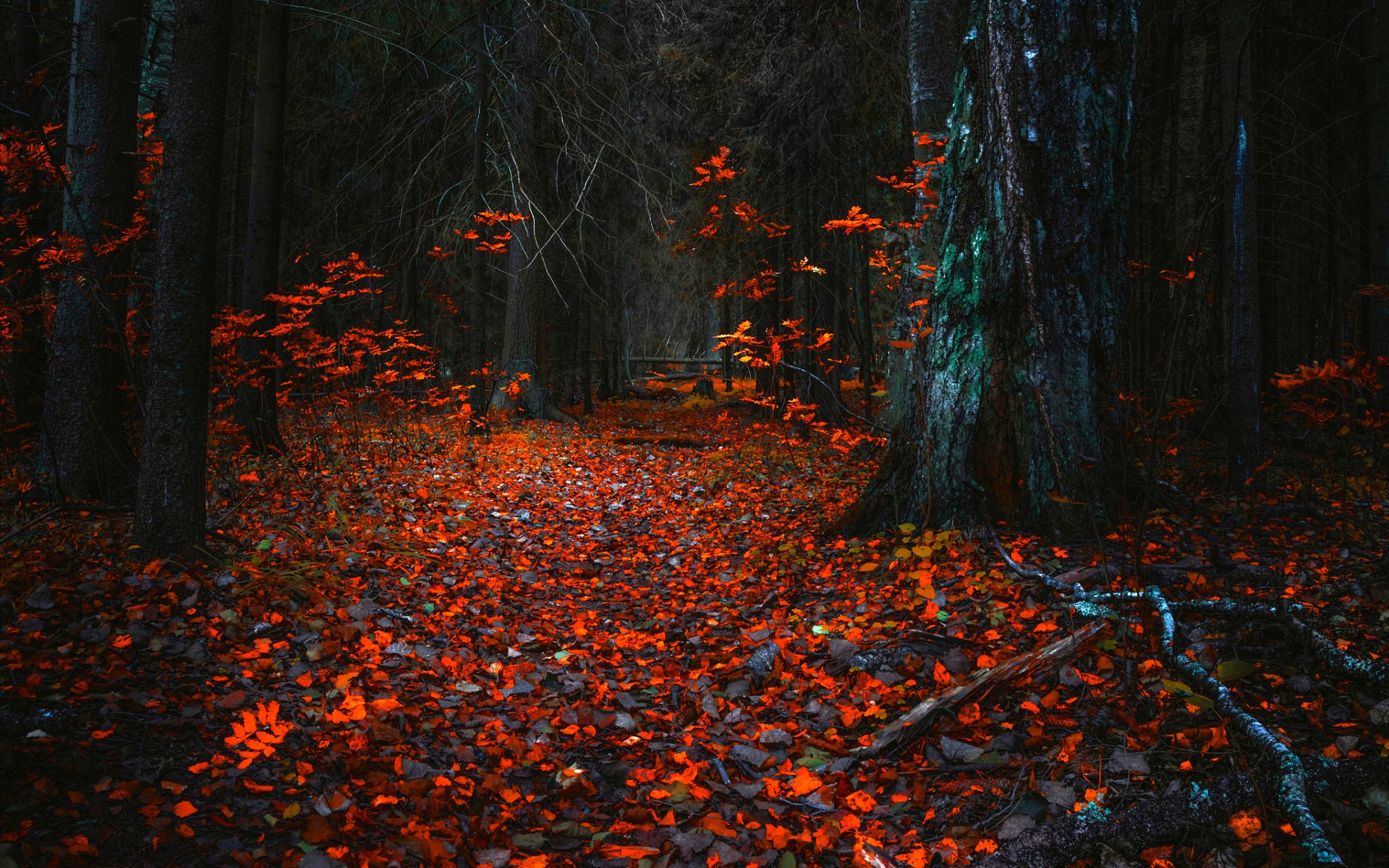 Baixe gratuitamente a imagem Outono, Floresta, Árvore, Terra/natureza na área de trabalho do seu PC