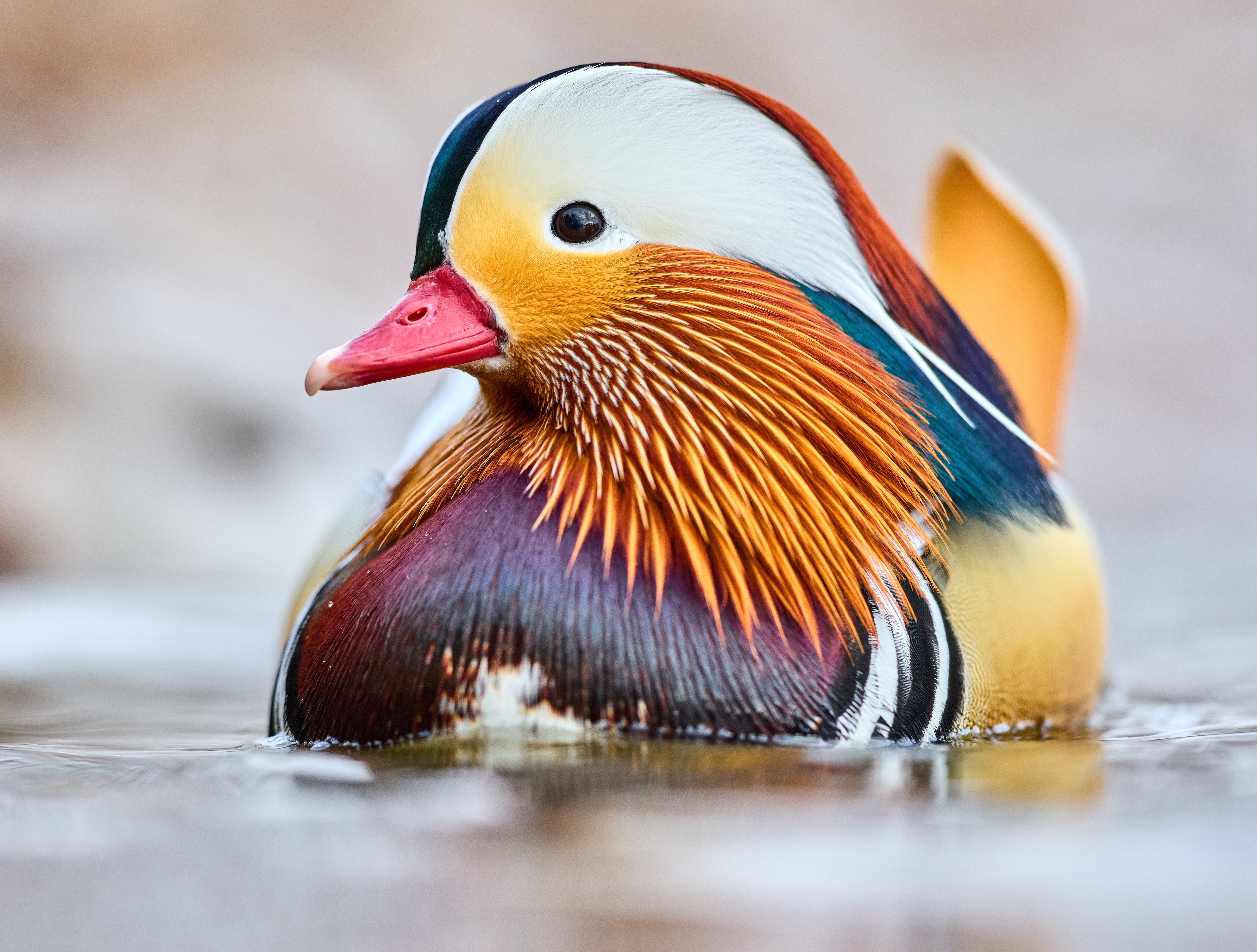 Laden Sie das Tiere, Vögel, Vogel, Ente, Mandarinente-Bild kostenlos auf Ihren PC-Desktop herunter