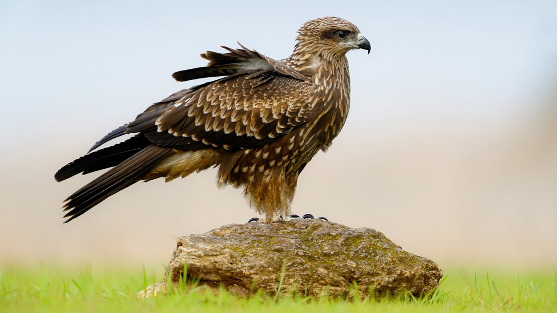 Téléchargez des papiers peints mobile Aigle, Des Oiseaux, Animaux gratuitement.