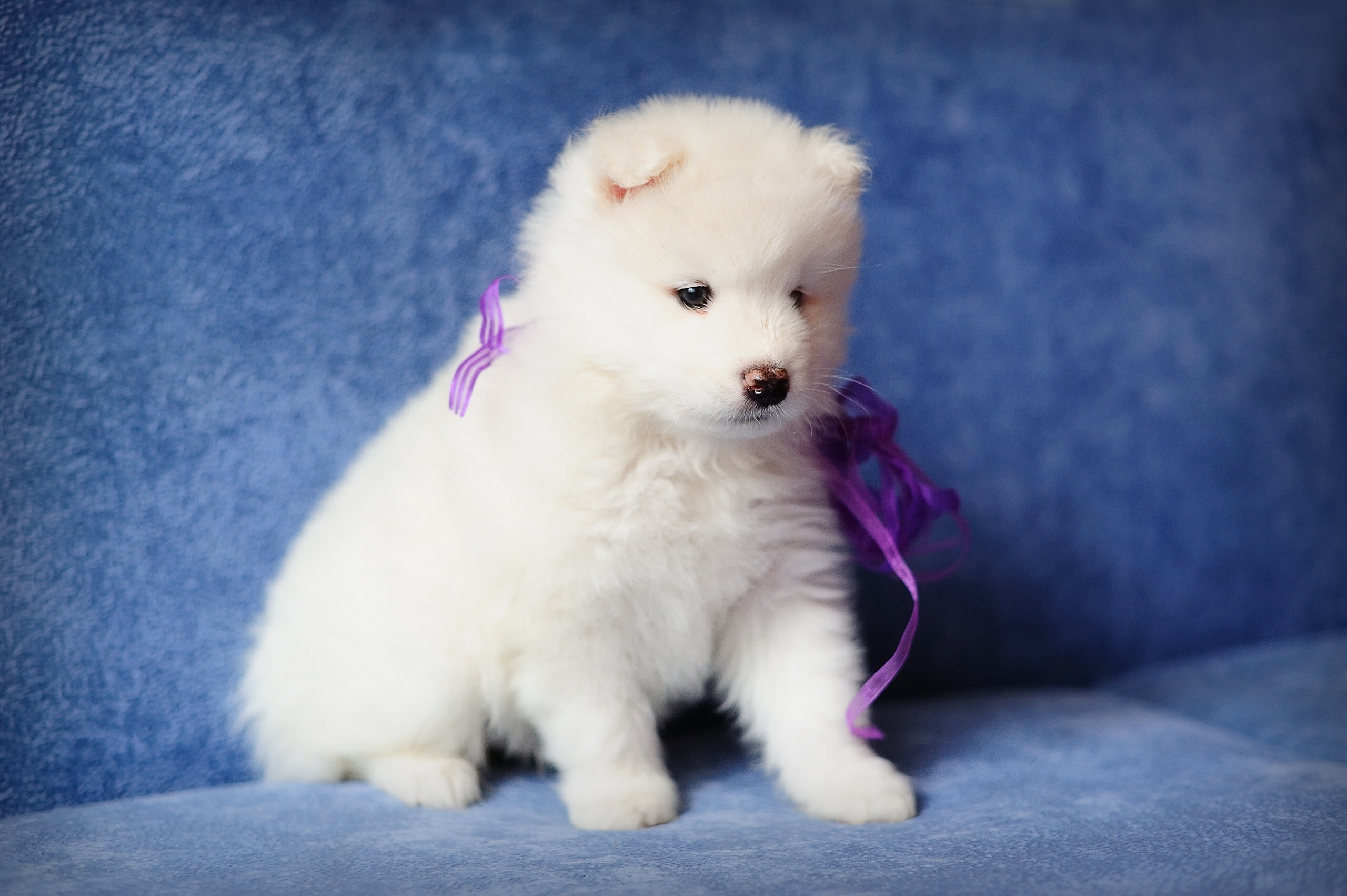 Download mobile wallpaper Dogs, Dog, Animal, Puppy, Samoyed for free.