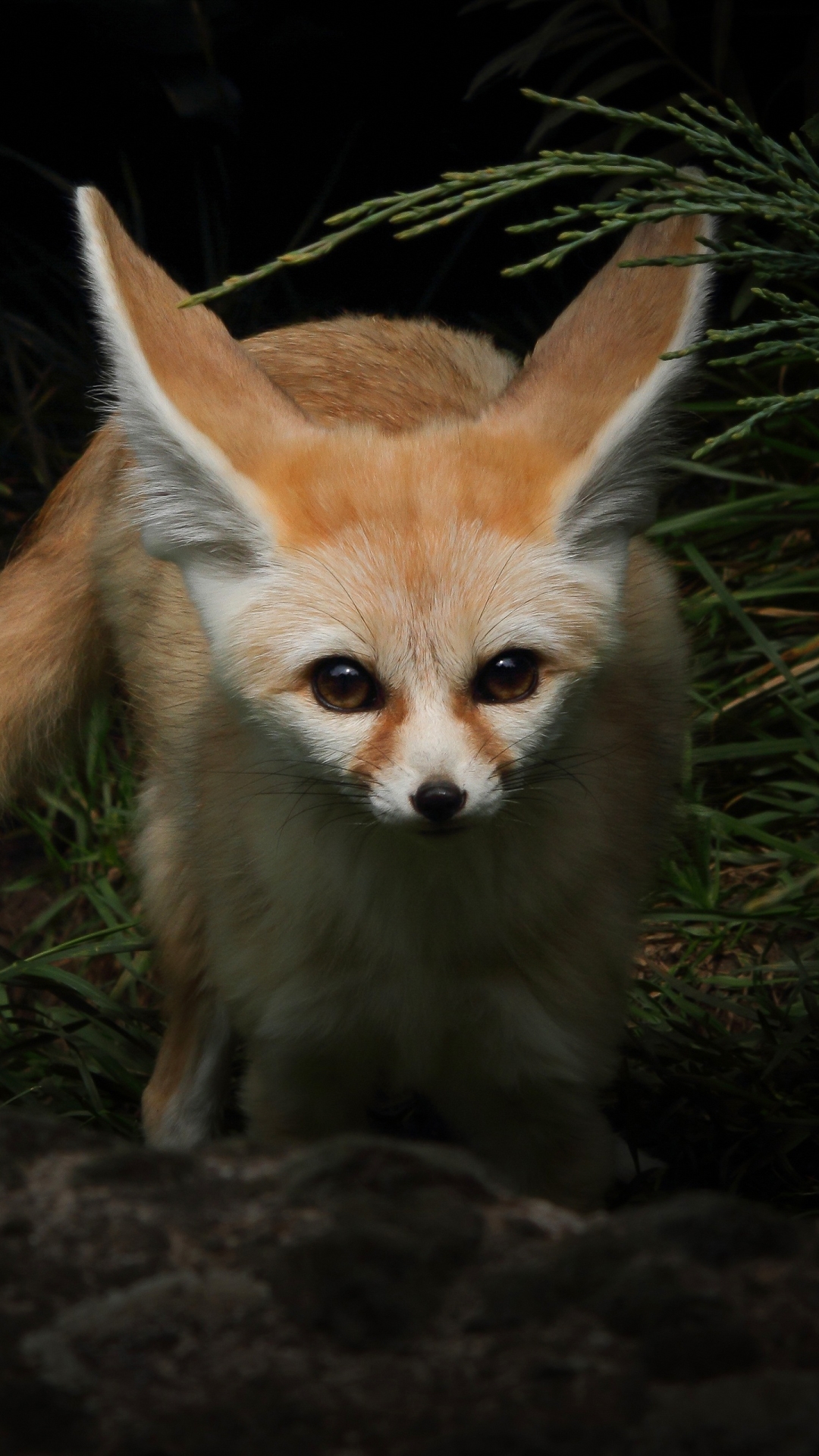 無料モバイル壁紙動物, 狐, フェネックキツネをダウンロードします。