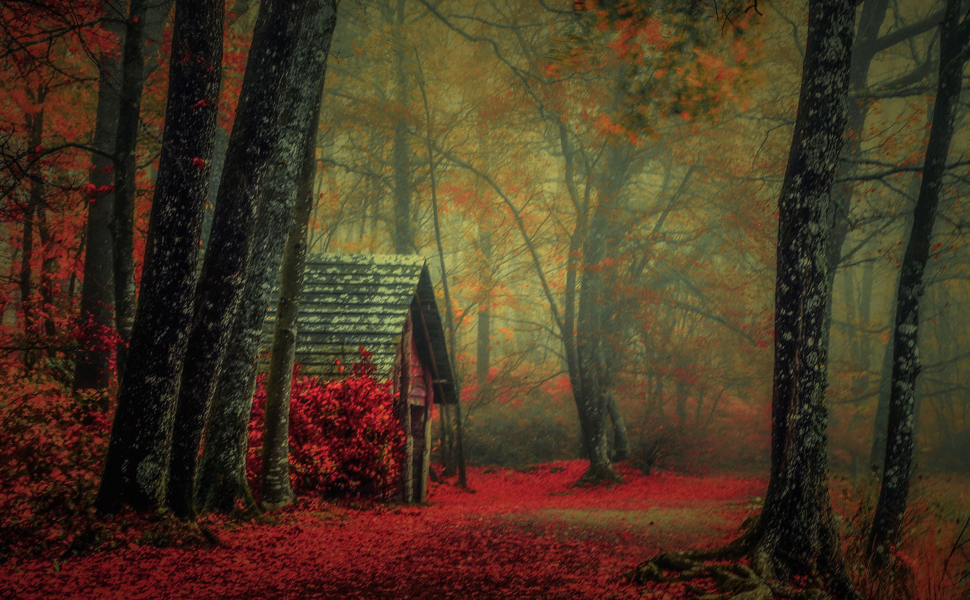 Скачать картинку Осень, Лес, Красный, Дерево, Туман, Кабина, Сделано Человеком в телефон бесплатно.