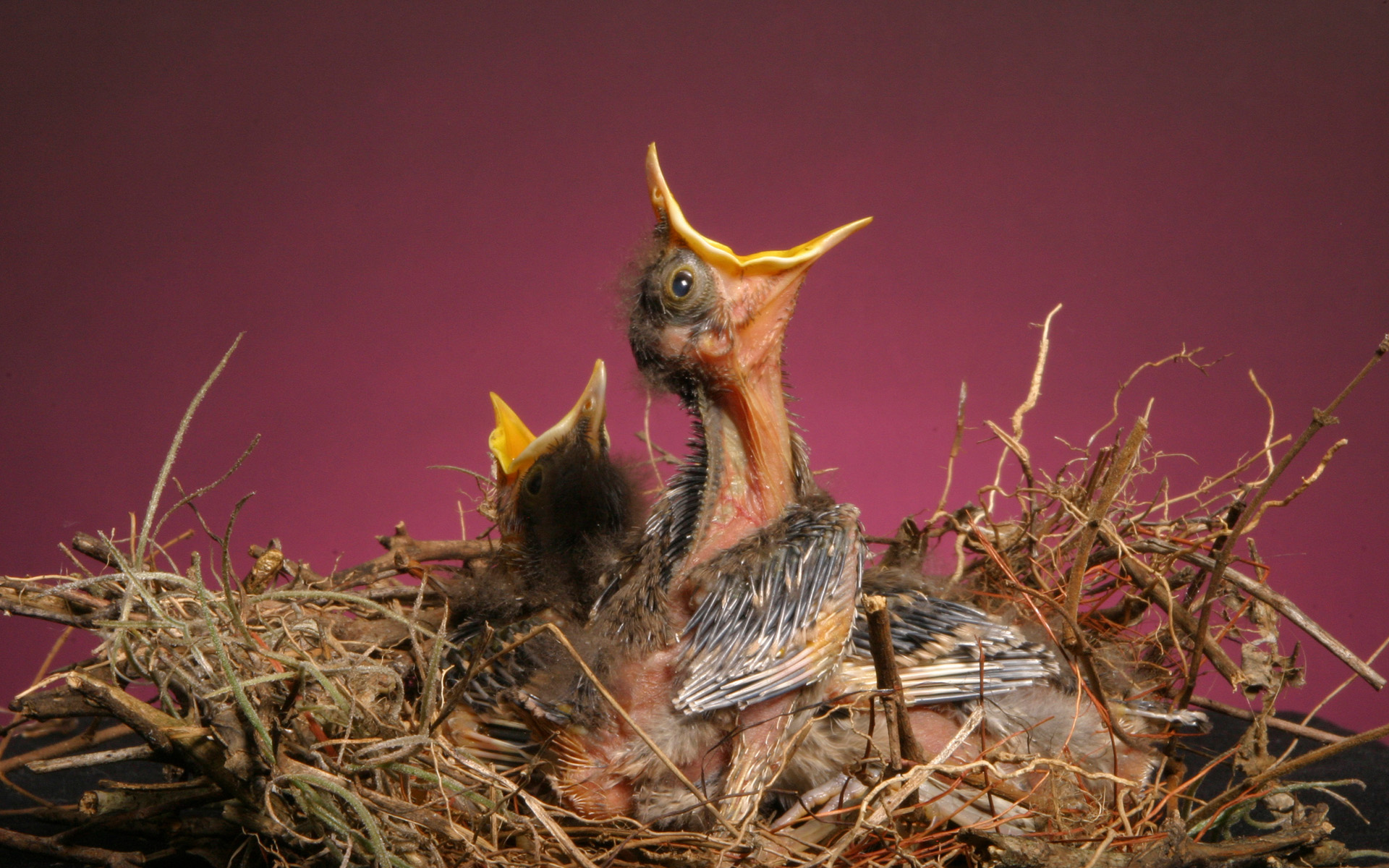 Handy-Wallpaper Vogel, Vögel, Tiere kostenlos herunterladen.