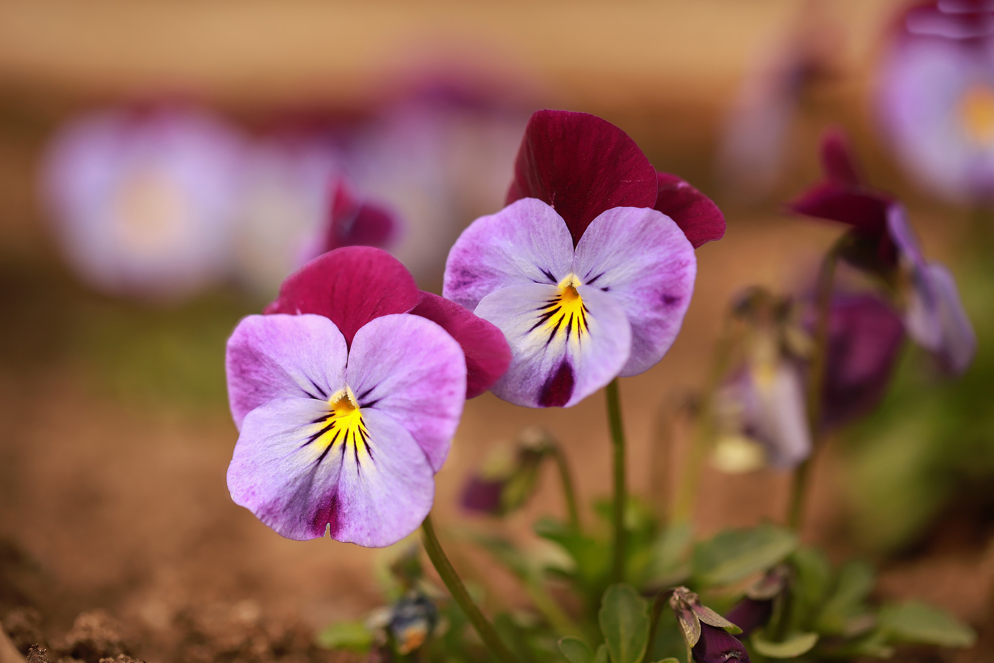 Descarga gratis la imagen Flores, Tierra/naturaleza, Viola × Wittrockiana en el escritorio de tu PC