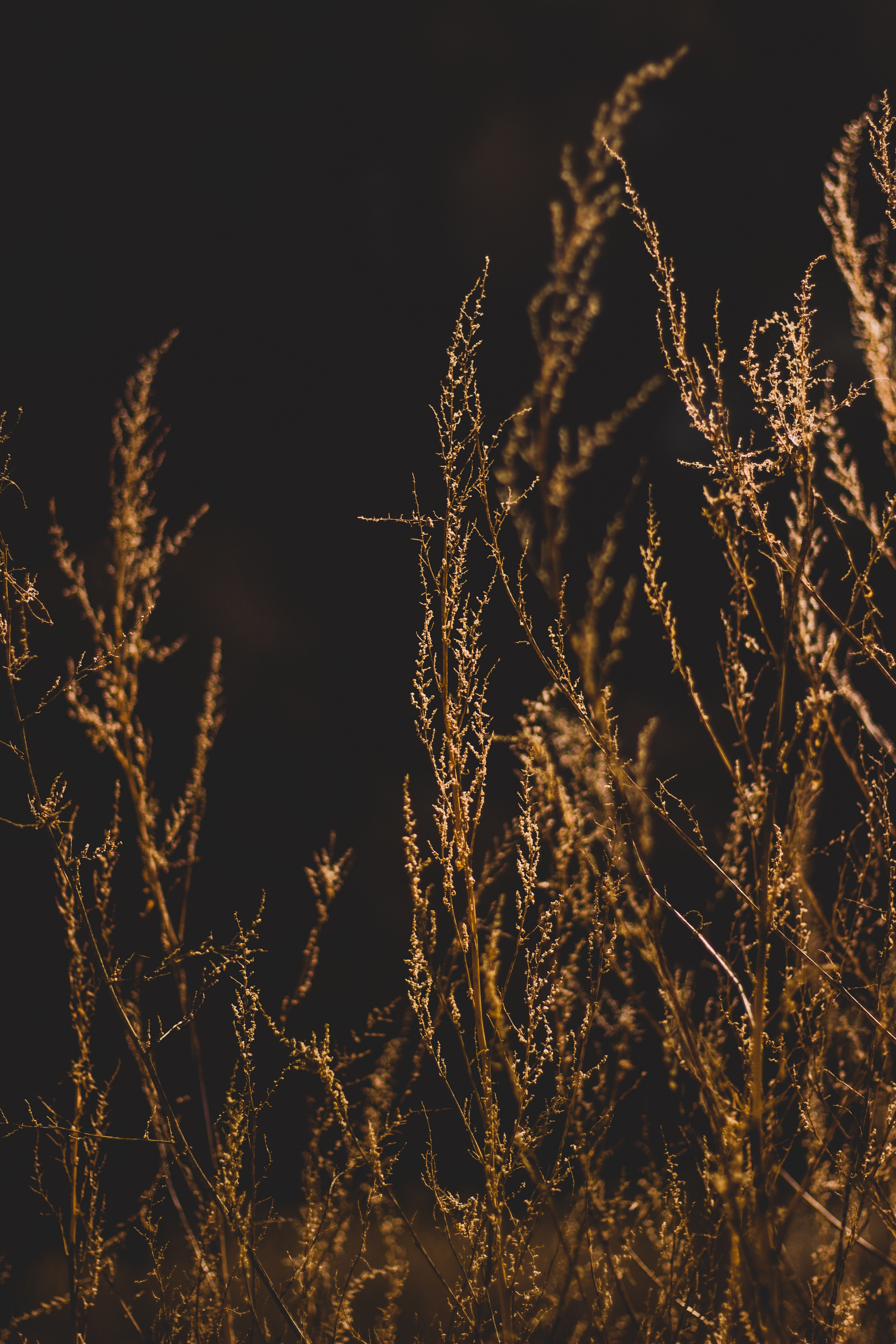 Download mobile wallpaper Grass, Branches, Smooth, Nature, Blur, Dark for free.