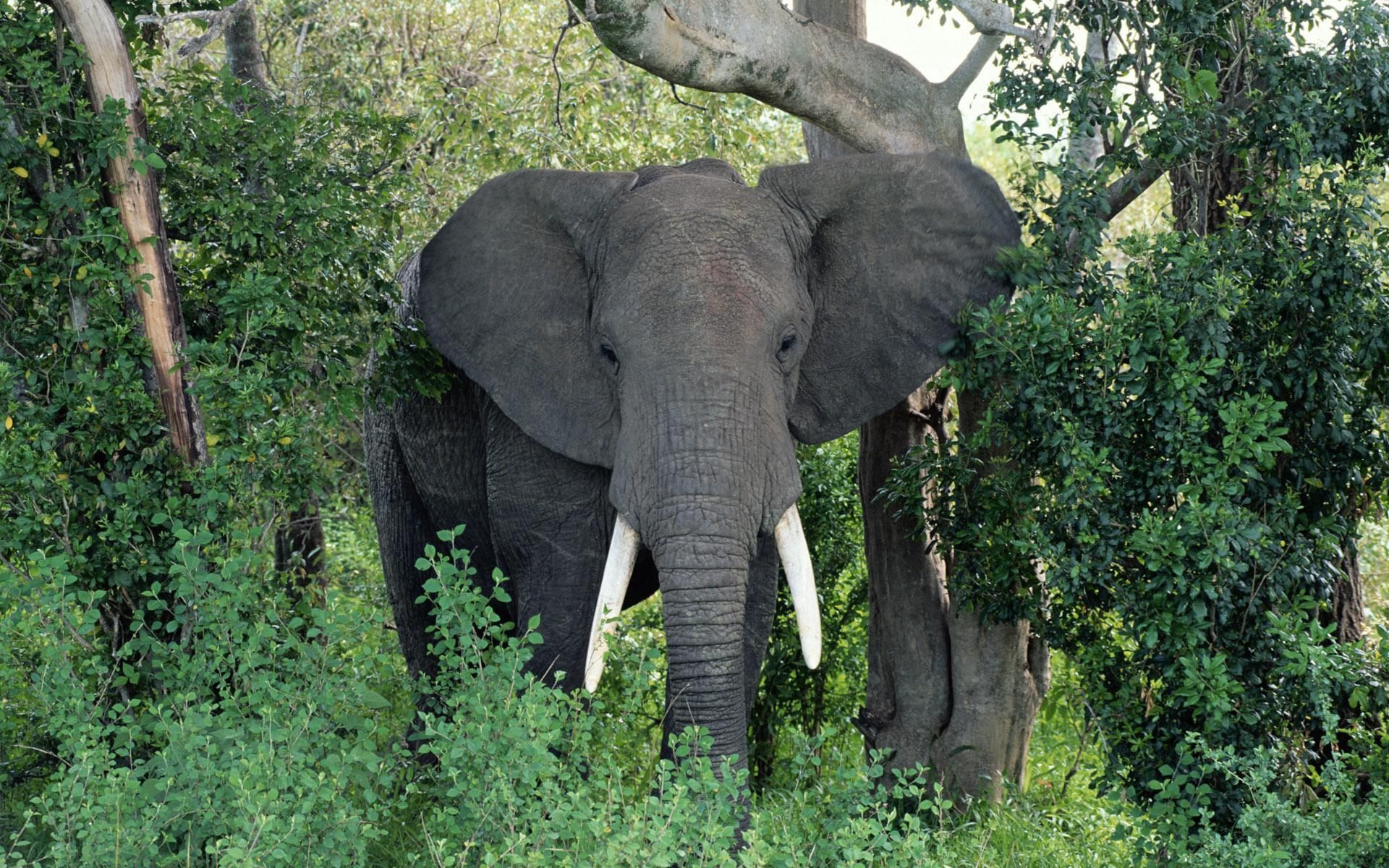 Скачать картинку Уши, Деревья, Трава, Слон, Животные, Прогулка в телефон бесплатно.