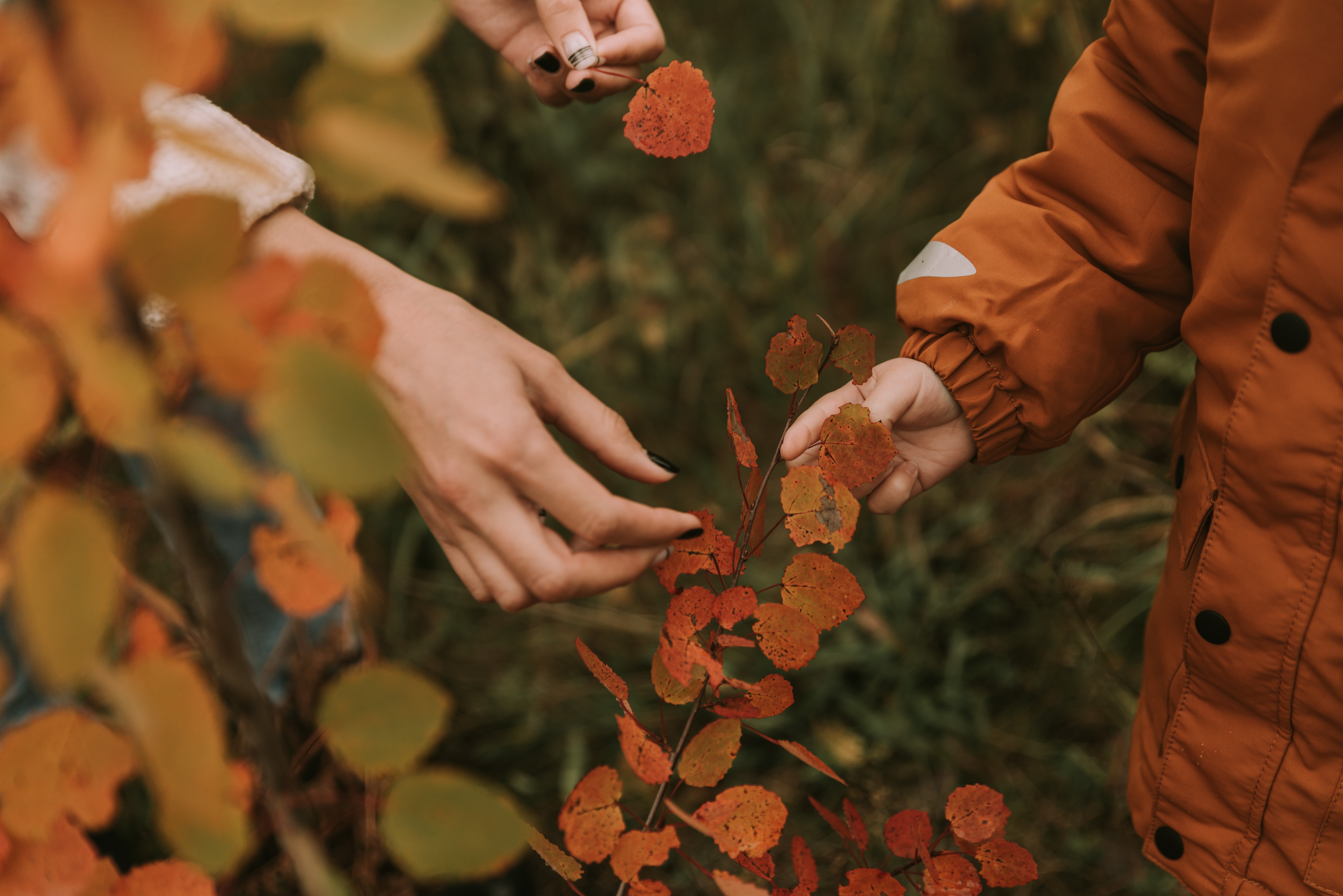 hands, autumn, leaves, miscellanea, miscellaneous, branches, fingers 32K