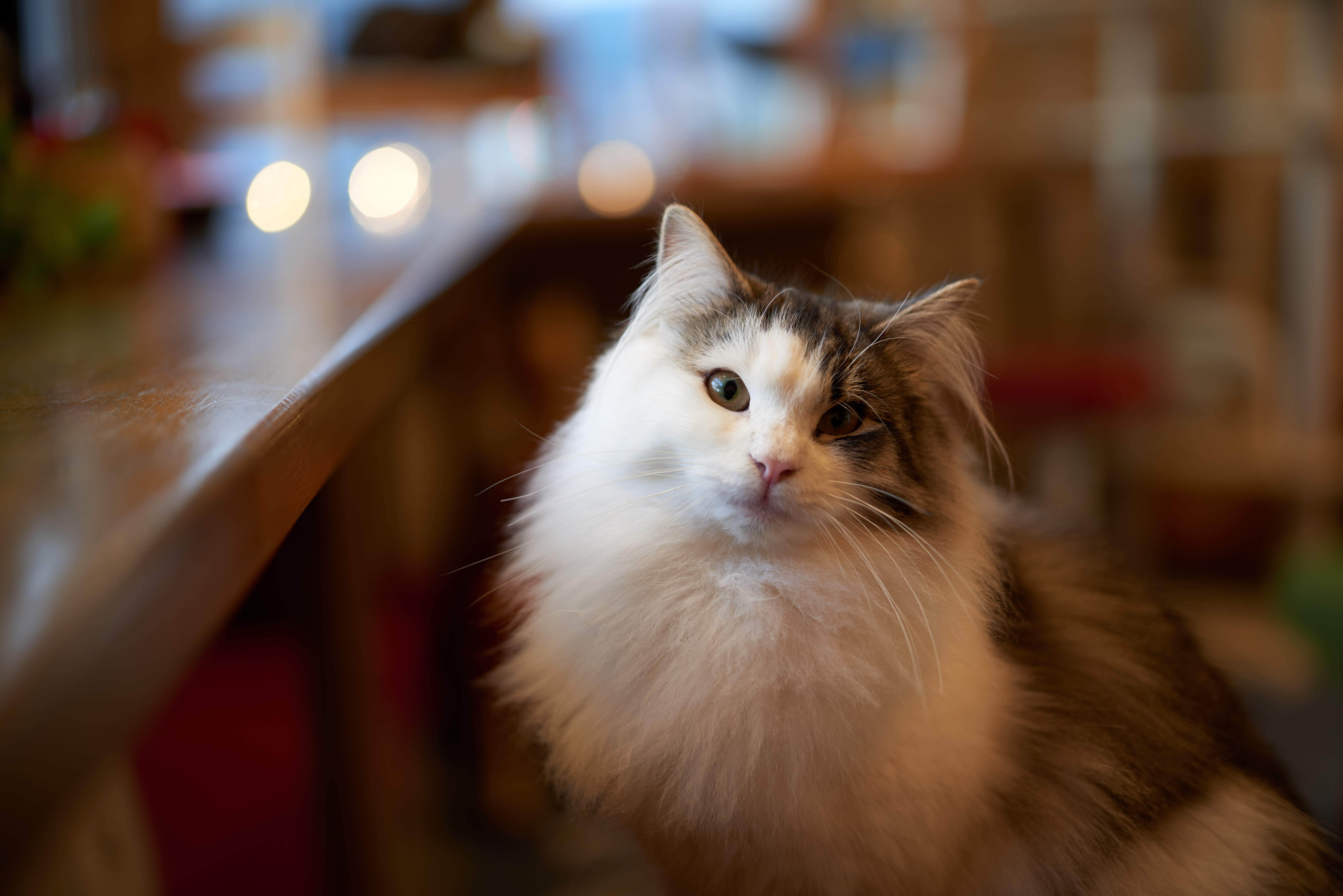 Завантажити шпалери безкоштовно Кішка, Тварина, Коти, Глибина Різкості картинка на робочий стіл ПК