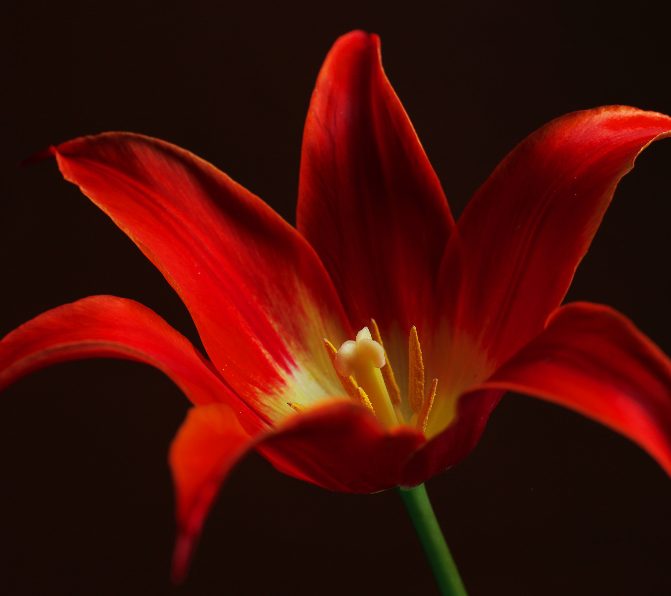 Descarga gratuita de fondo de pantalla para móvil de Flores, Flor, Tierra/naturaleza.