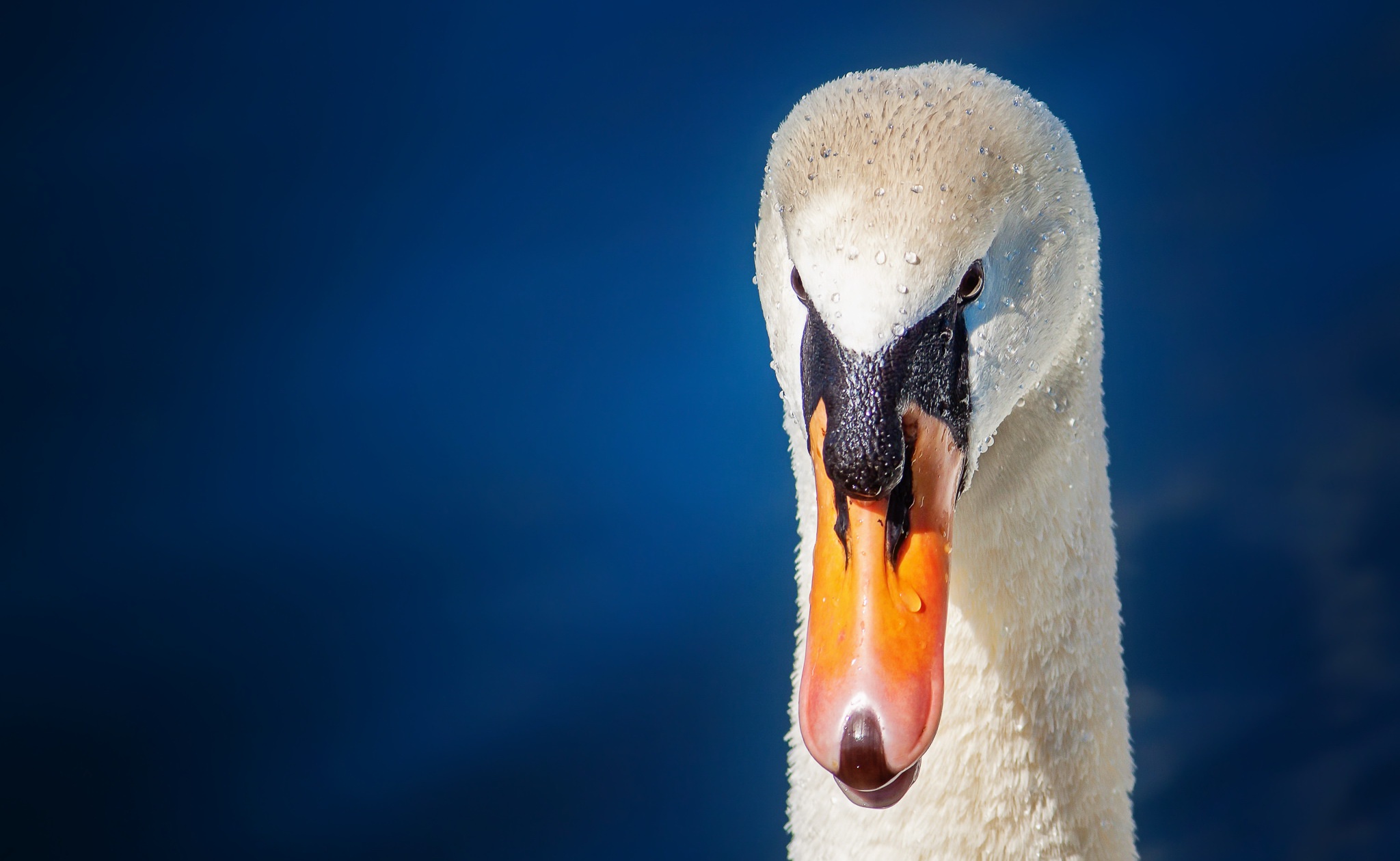 Free download wallpaper Birds, Bird, Beak, Close Up, Animal, Swan, Mute Swan on your PC desktop