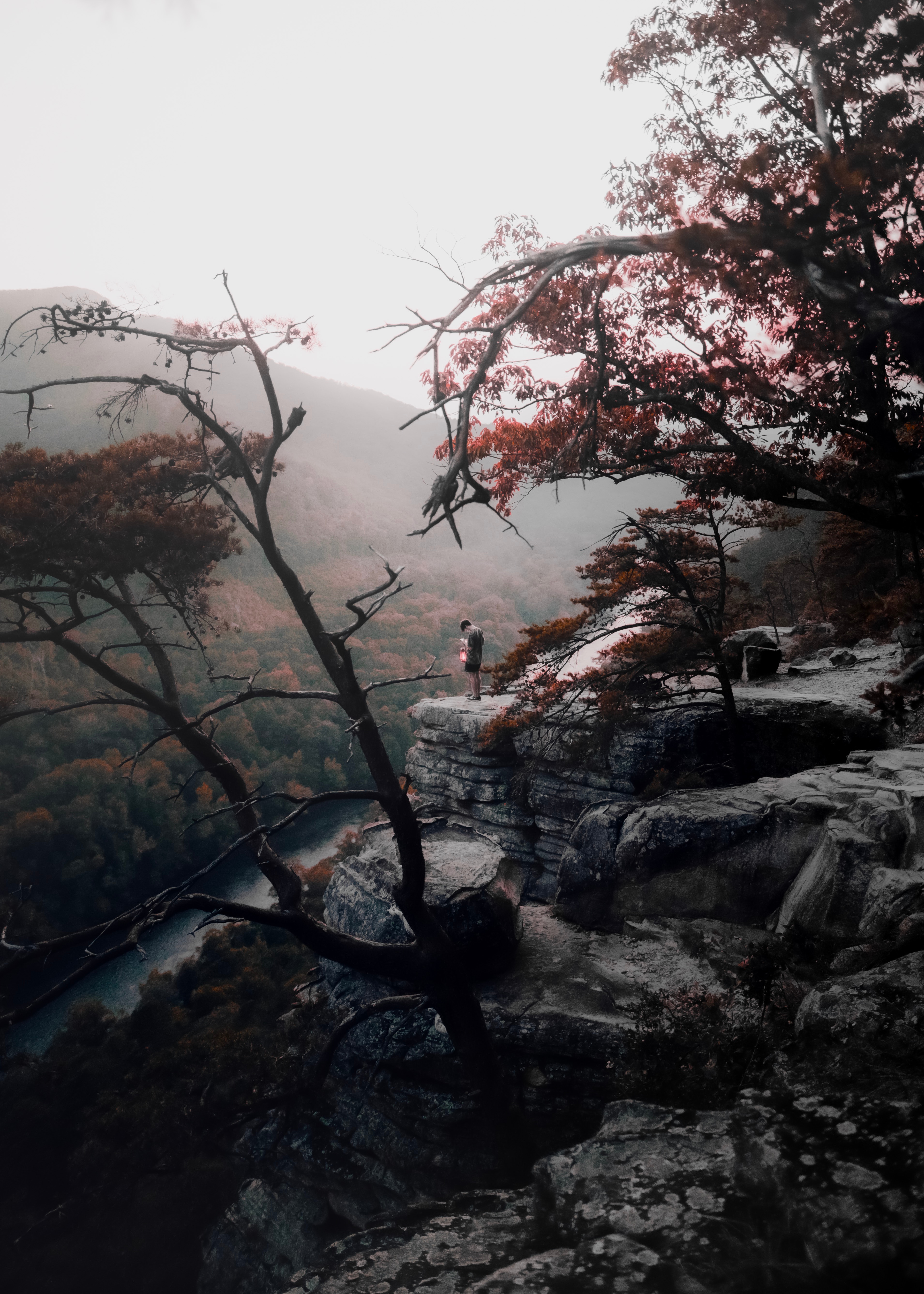 Téléchargez gratuitement l'image Brouillard, Nature, Arbres, Montagnes, Solitude sur le bureau de votre PC