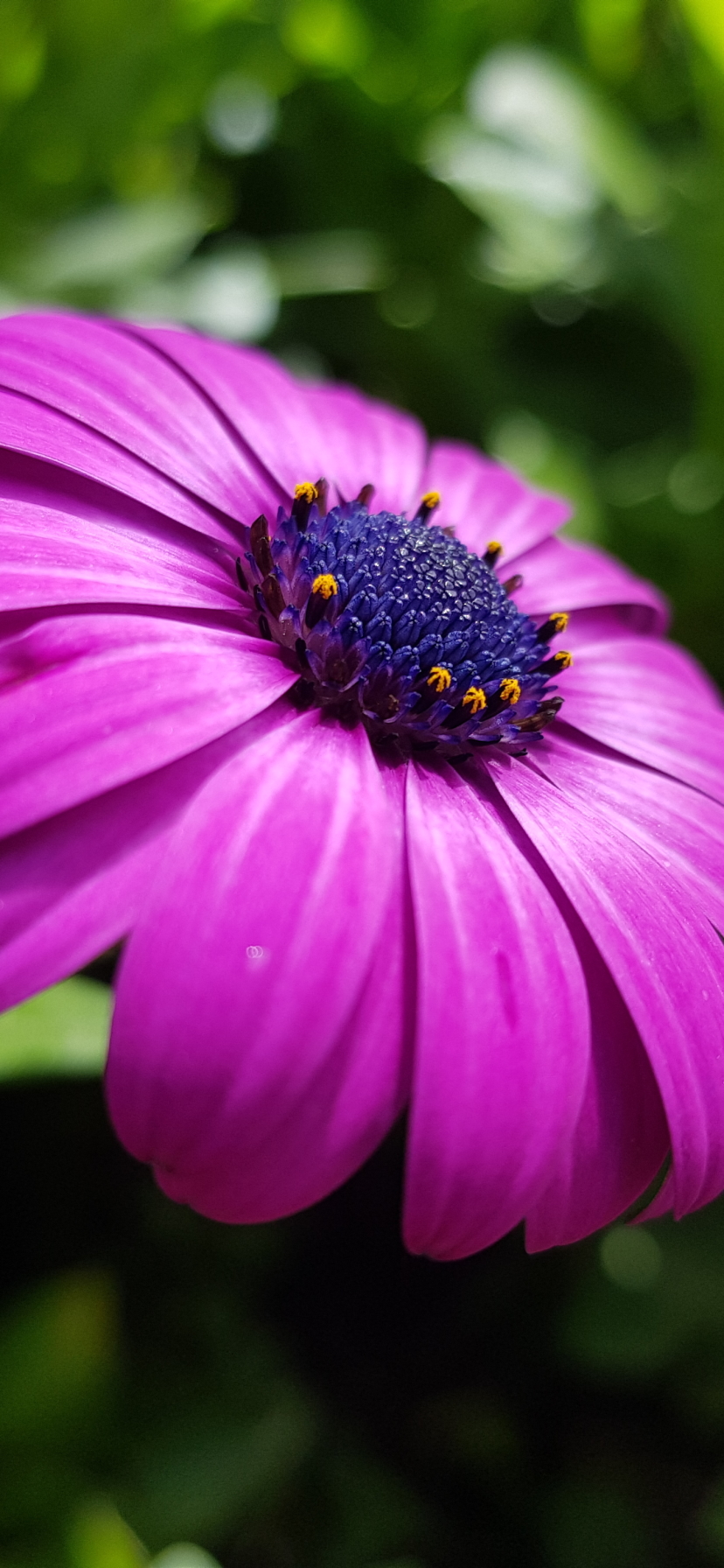 Download mobile wallpaper Flower, Macro, Earth, Petal, Daisy, African Daisy for free.