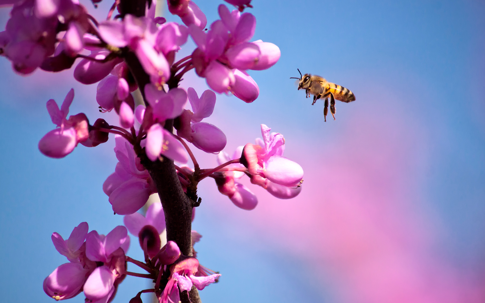 Скачать обои бесплатно Животные, Насекомые, Цветок, Пчела, Розовый Цветок картинка на рабочий стол ПК