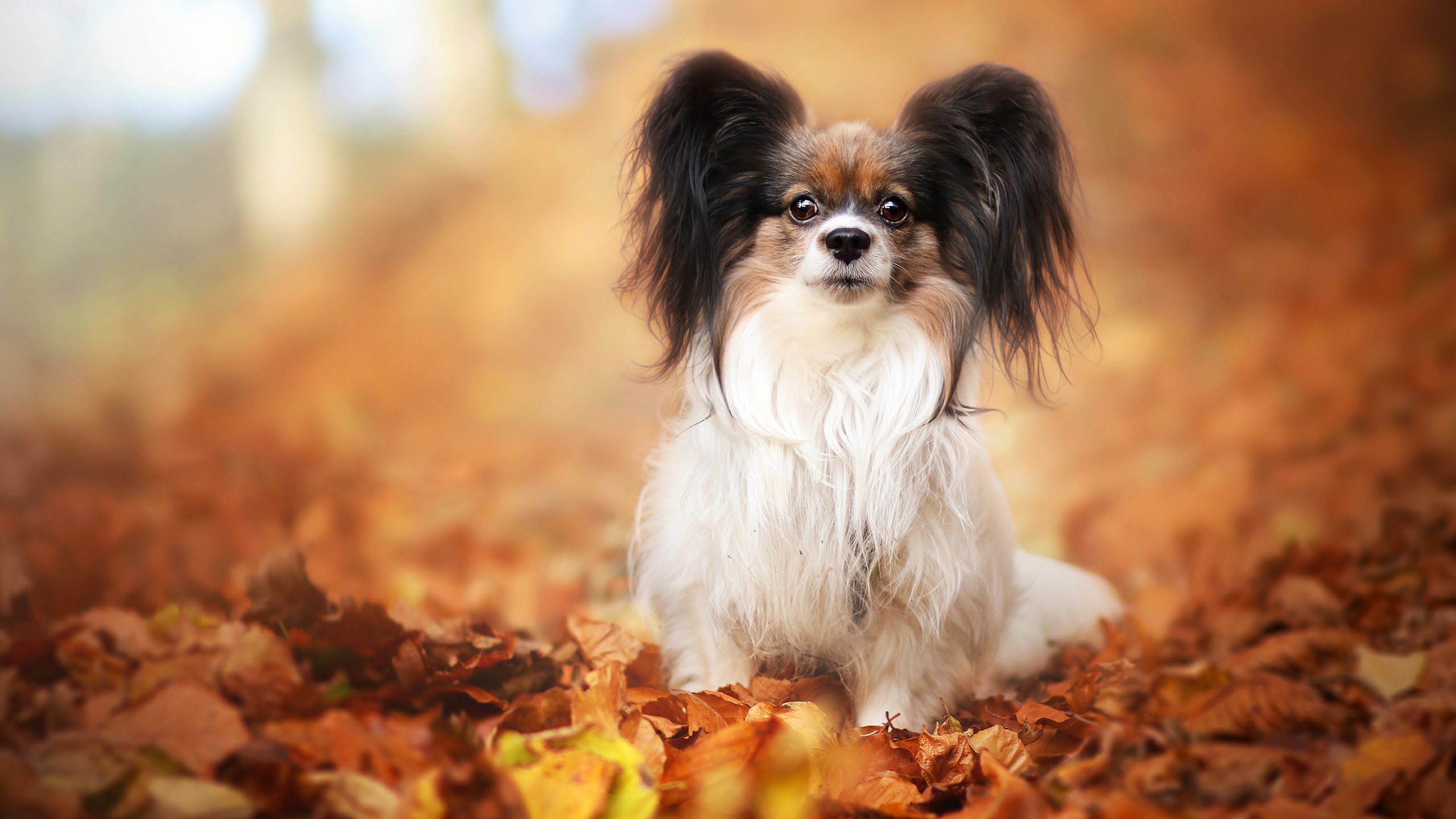 478297画像をダウンロード動物, パピヨン, 犬, 秋, 葉, パピヨン (犬)-壁紙とスクリーンセーバーを無料で