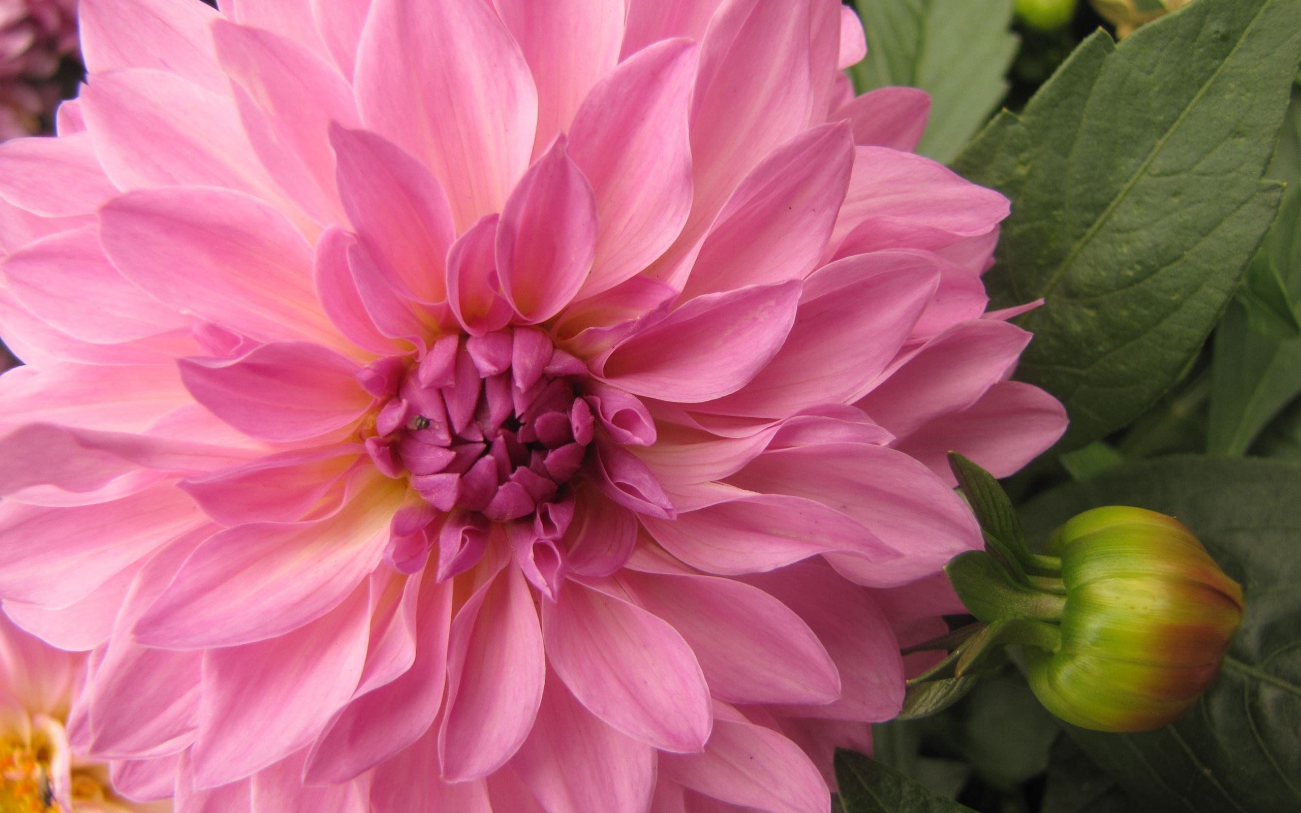 Téléchargez gratuitement l'image Fleurs, Fleur, Fermer, Dahlia, Terre/nature, Fleur Rose sur le bureau de votre PC
