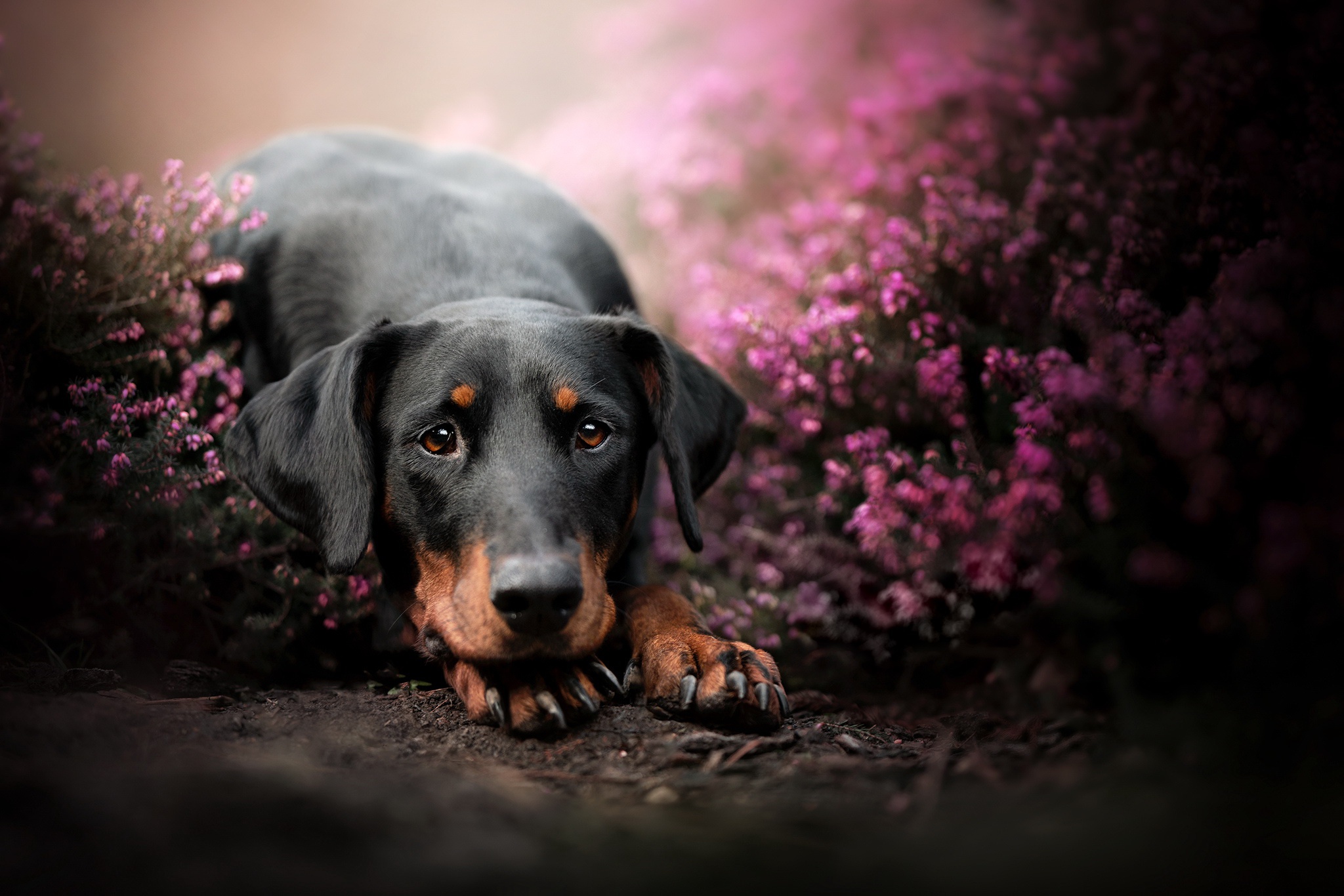 Handy-Wallpaper Tiere, Hunde, Hund, Welpen, Tierbaby kostenlos herunterladen.