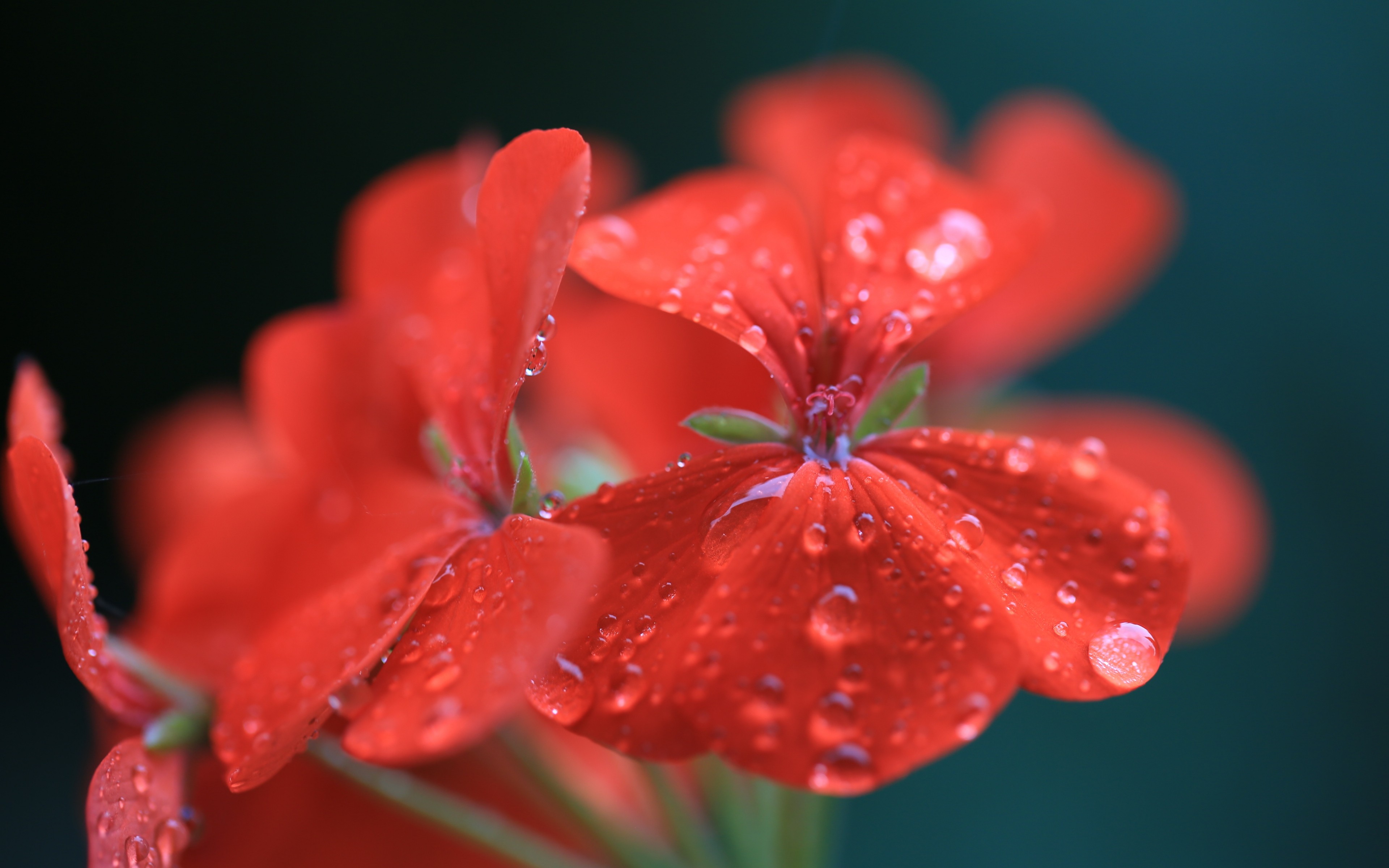 358027 descargar imagen tierra/naturaleza, geranio, flor, naturaleza, flor roja, gota de agua, flores: fondos de pantalla y protectores de pantalla gratis