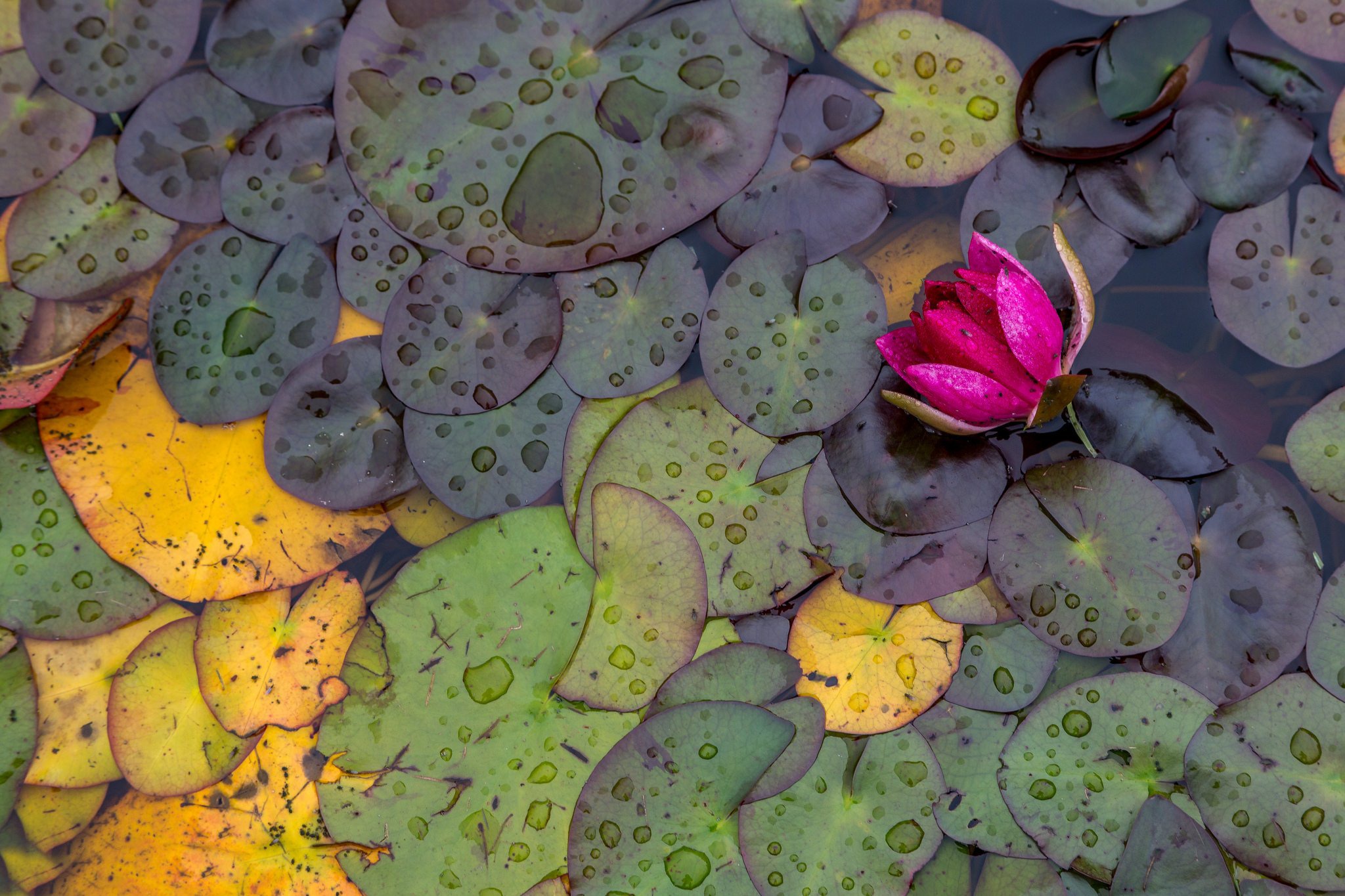 Download mobile wallpaper Nature, Flowers, Lotus, Flower, Earth, Water Drop, Pink Flower for free.