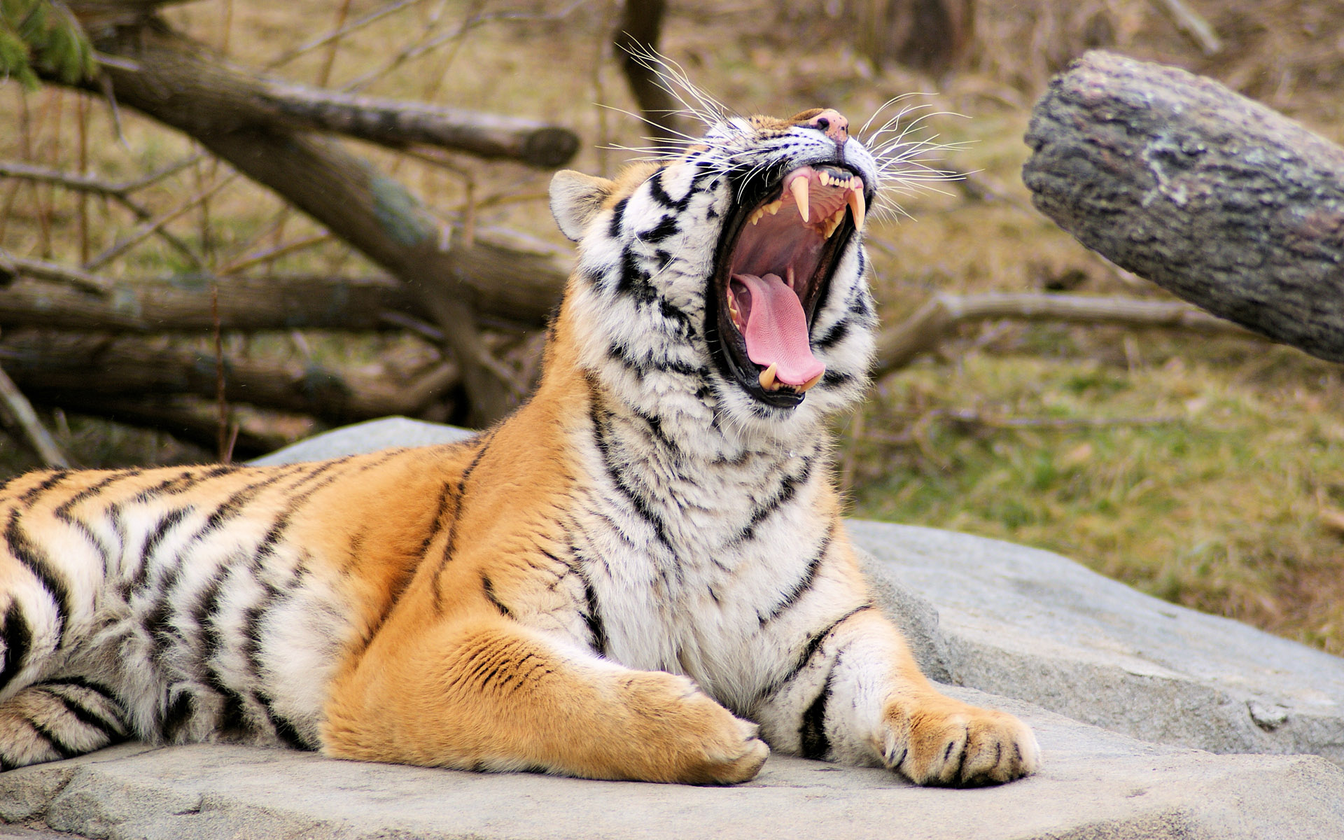 Téléchargez des papiers peints mobile Animaux, Chats, Tigre gratuitement.