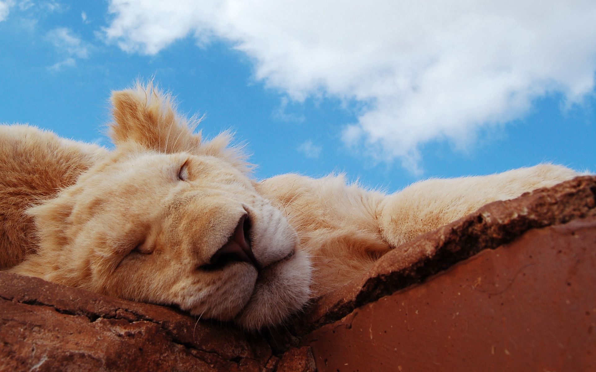 lion cub, animals, clouds, young, muzzle, lion, sleep, dream, joey Desktop Wallpaper