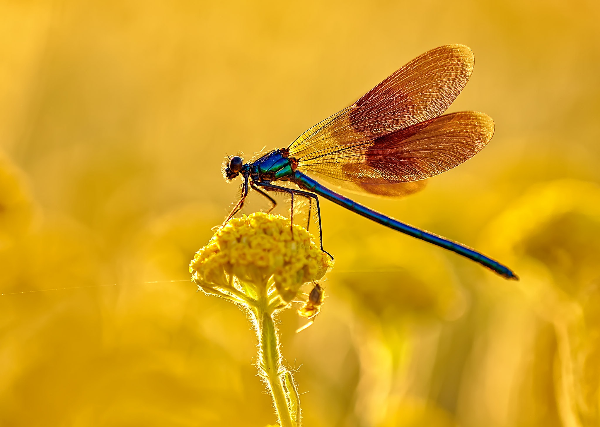 Download mobile wallpaper Insects, Macro, Insect, Animal, Dragonfly for free.