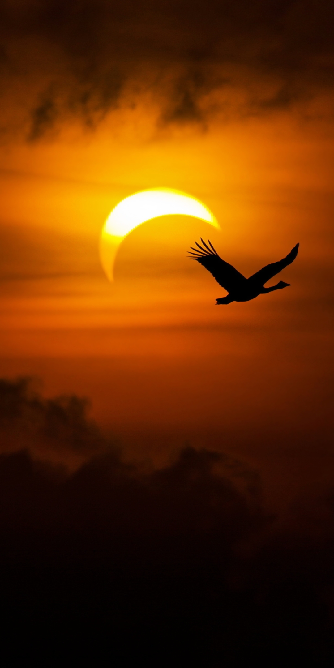 sky, earth, solar eclipse, nature, bird, sun, cloud