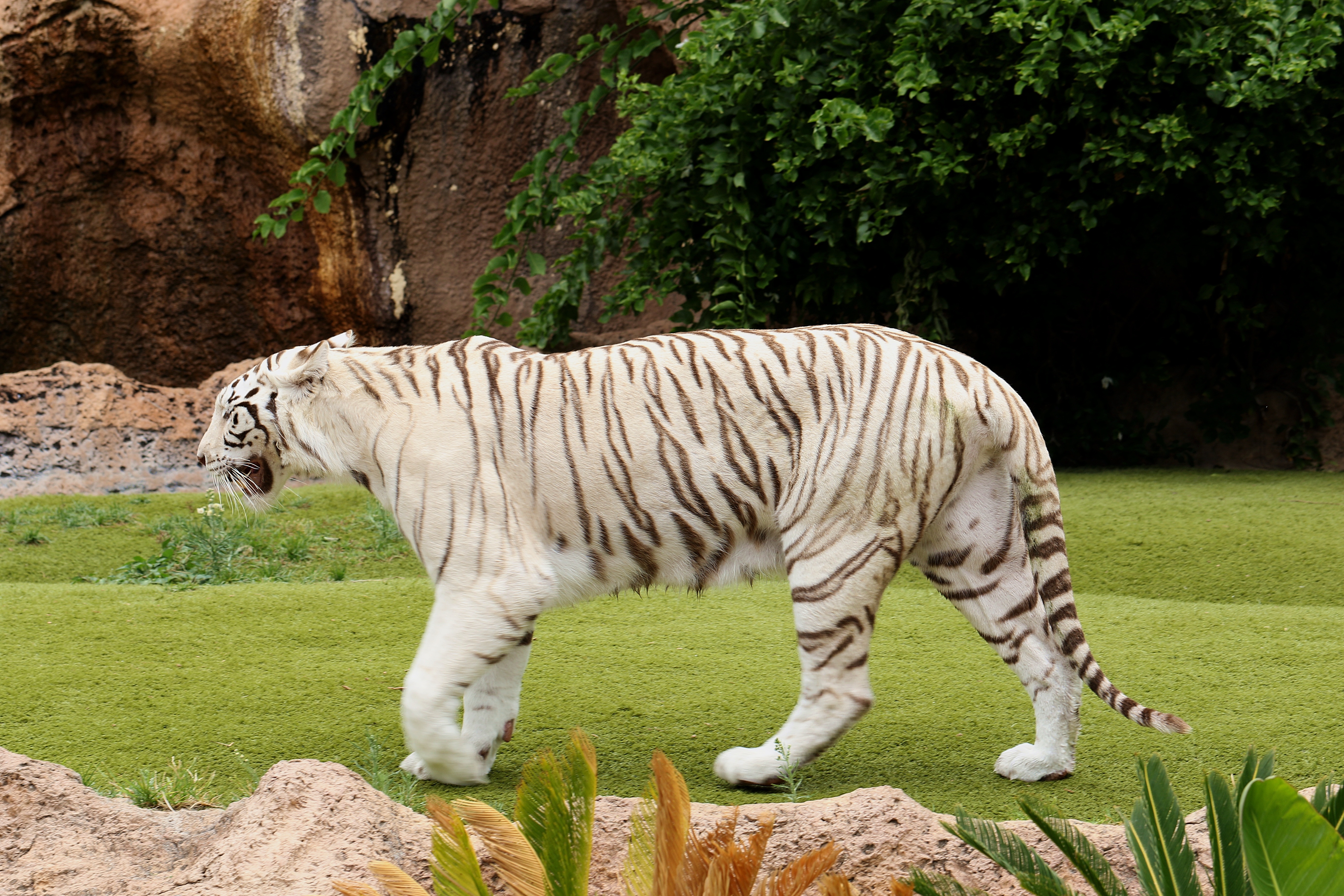 Download mobile wallpaper Animals, Grass, Predator, Stroll, Tiger for free.