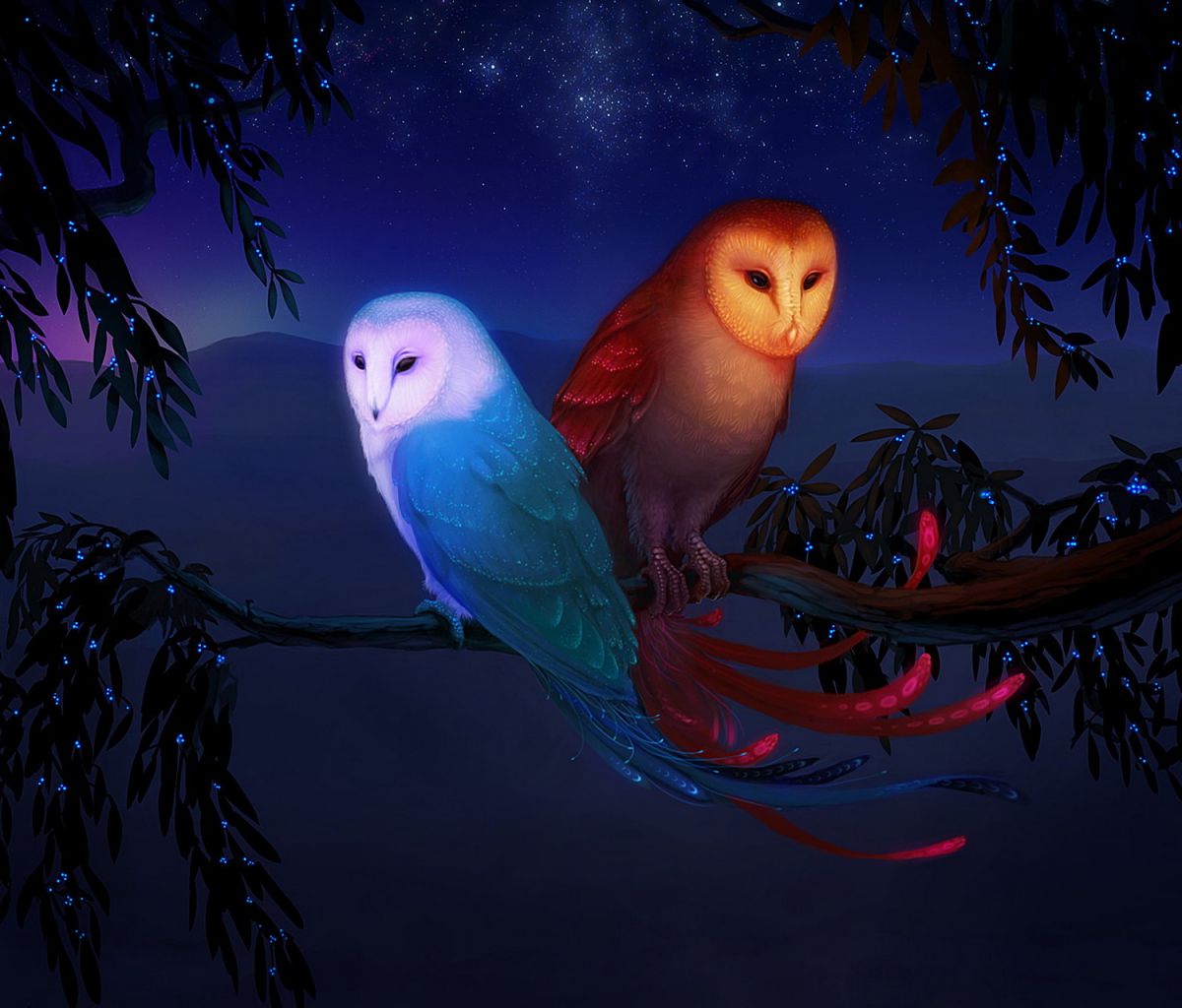 Download mobile wallpaper Birds, Owl, Animal for free.