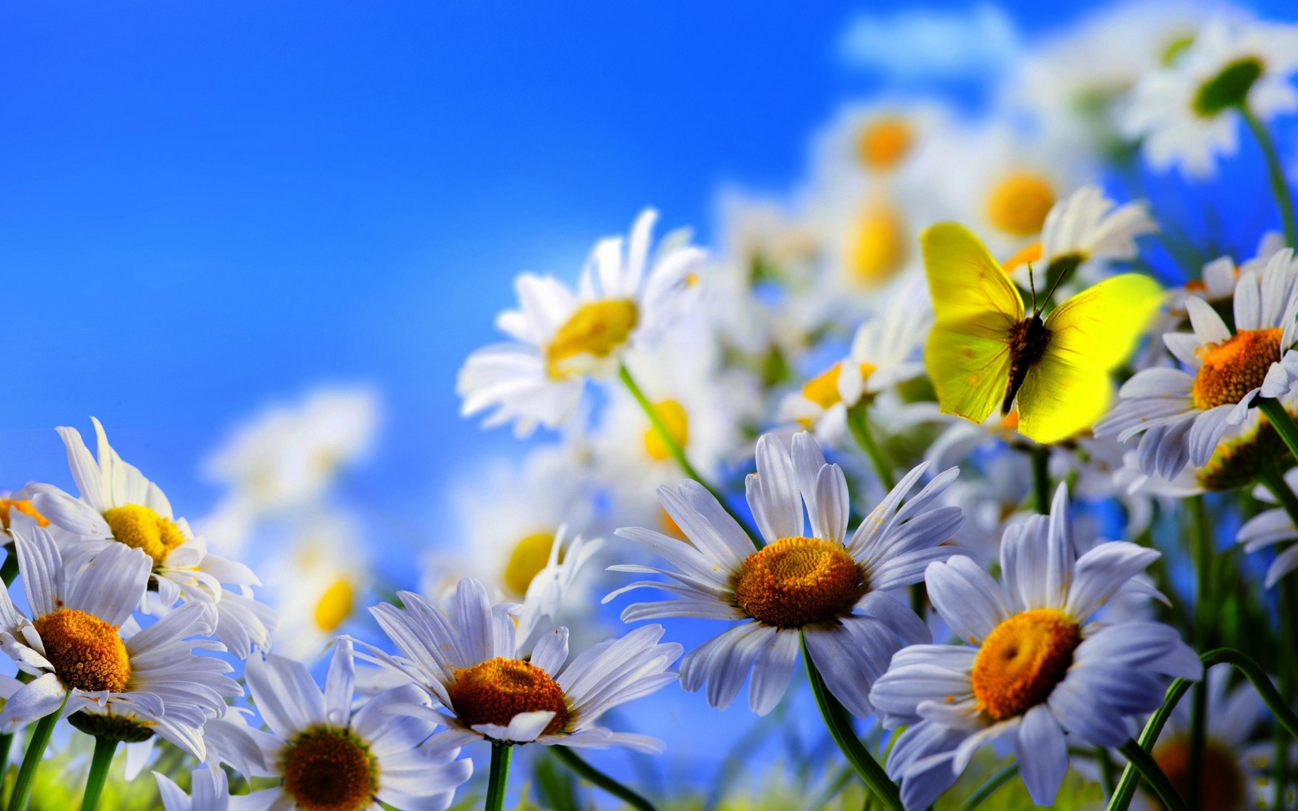 25178 скачать картинку растения, цветы, ромашки, бабочки, синие, насекомые - обои и заставки бесплатно