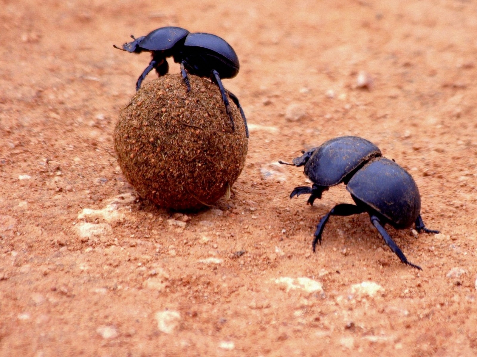 Download mobile wallpaper Animal, Dung Beetle for free.