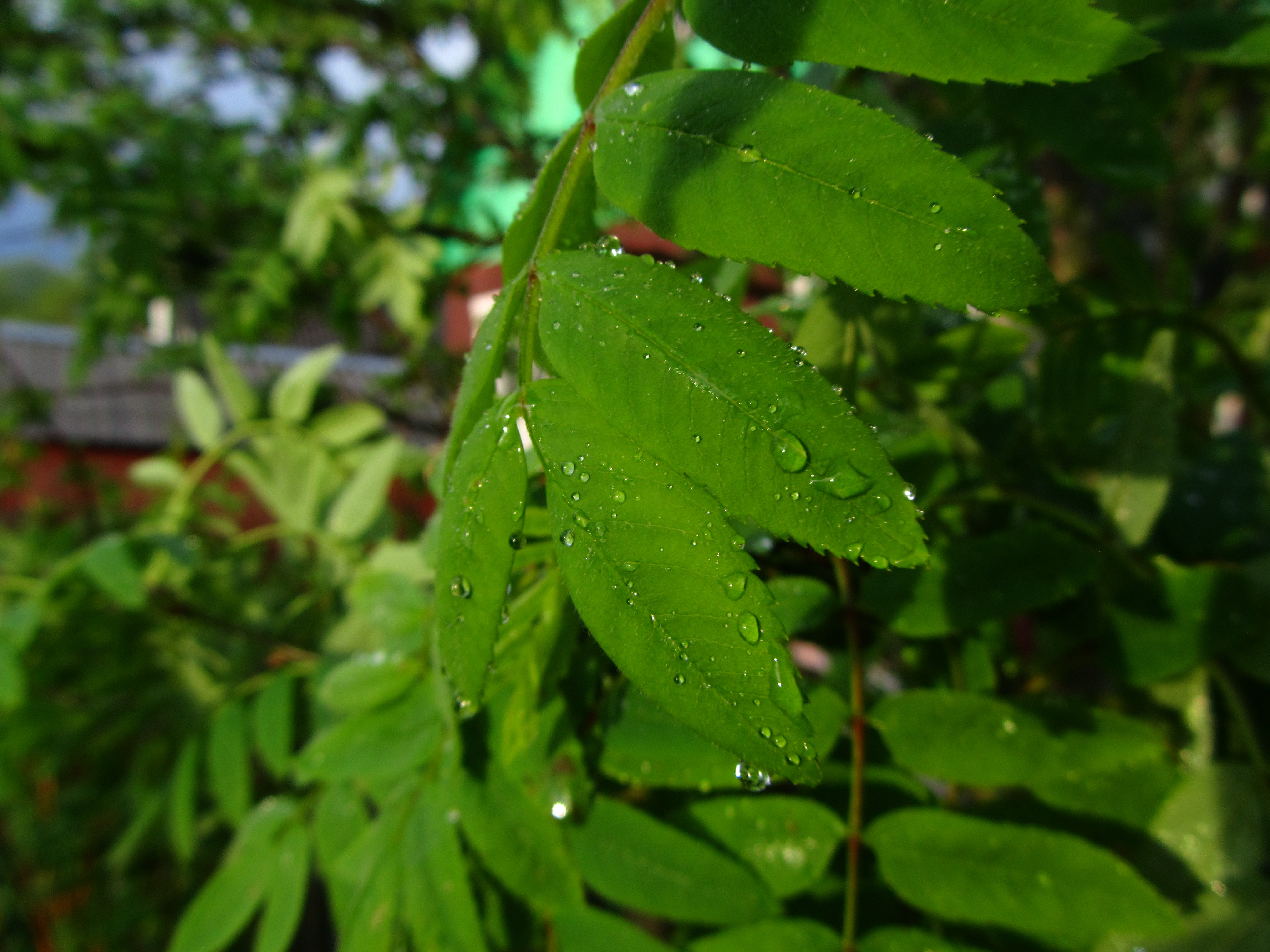 Free download wallpaper Leaf, Earth on your PC desktop