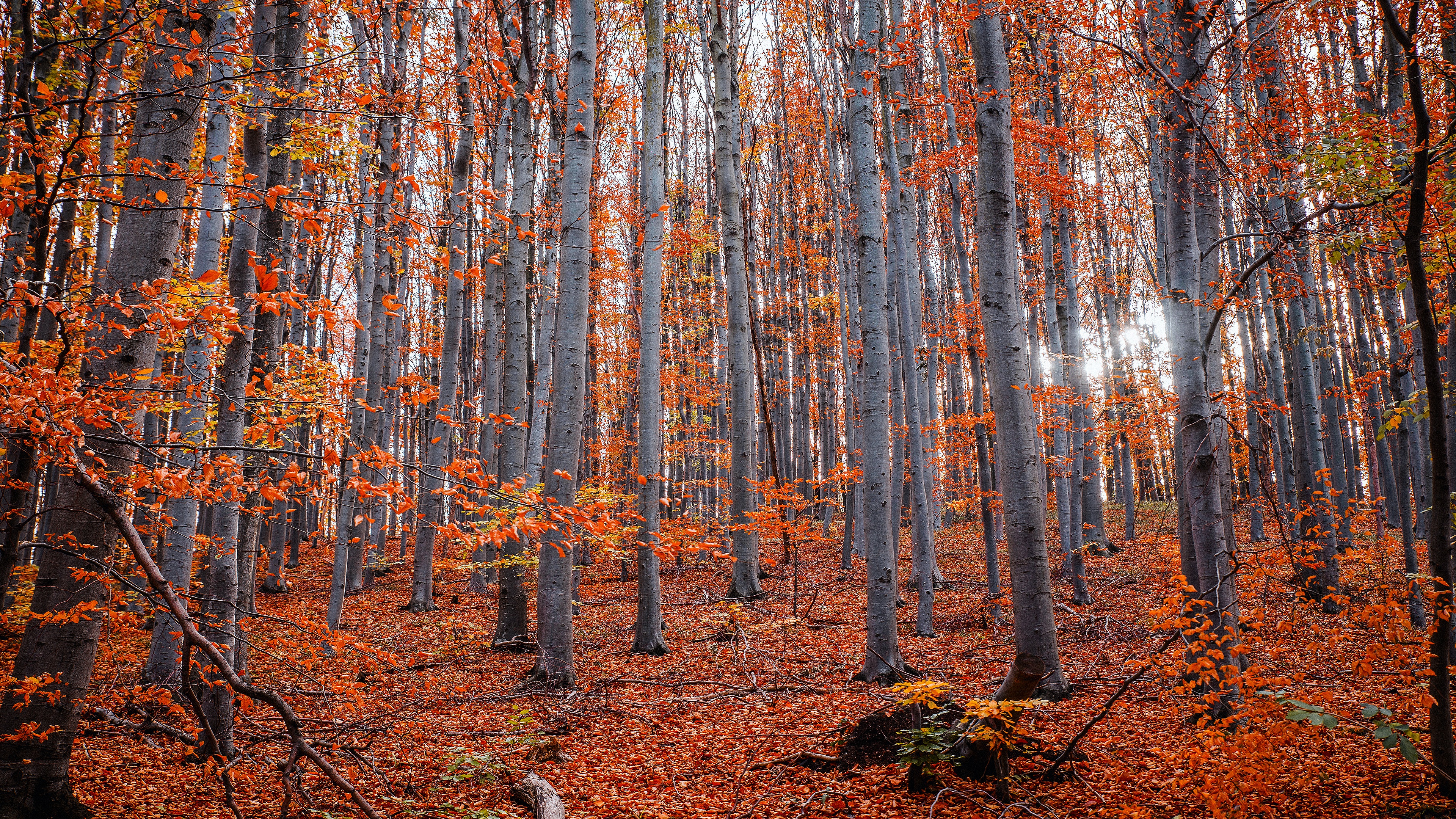 Baixar papel de parede para celular de Outono, Floresta, Terra/natureza gratuito.