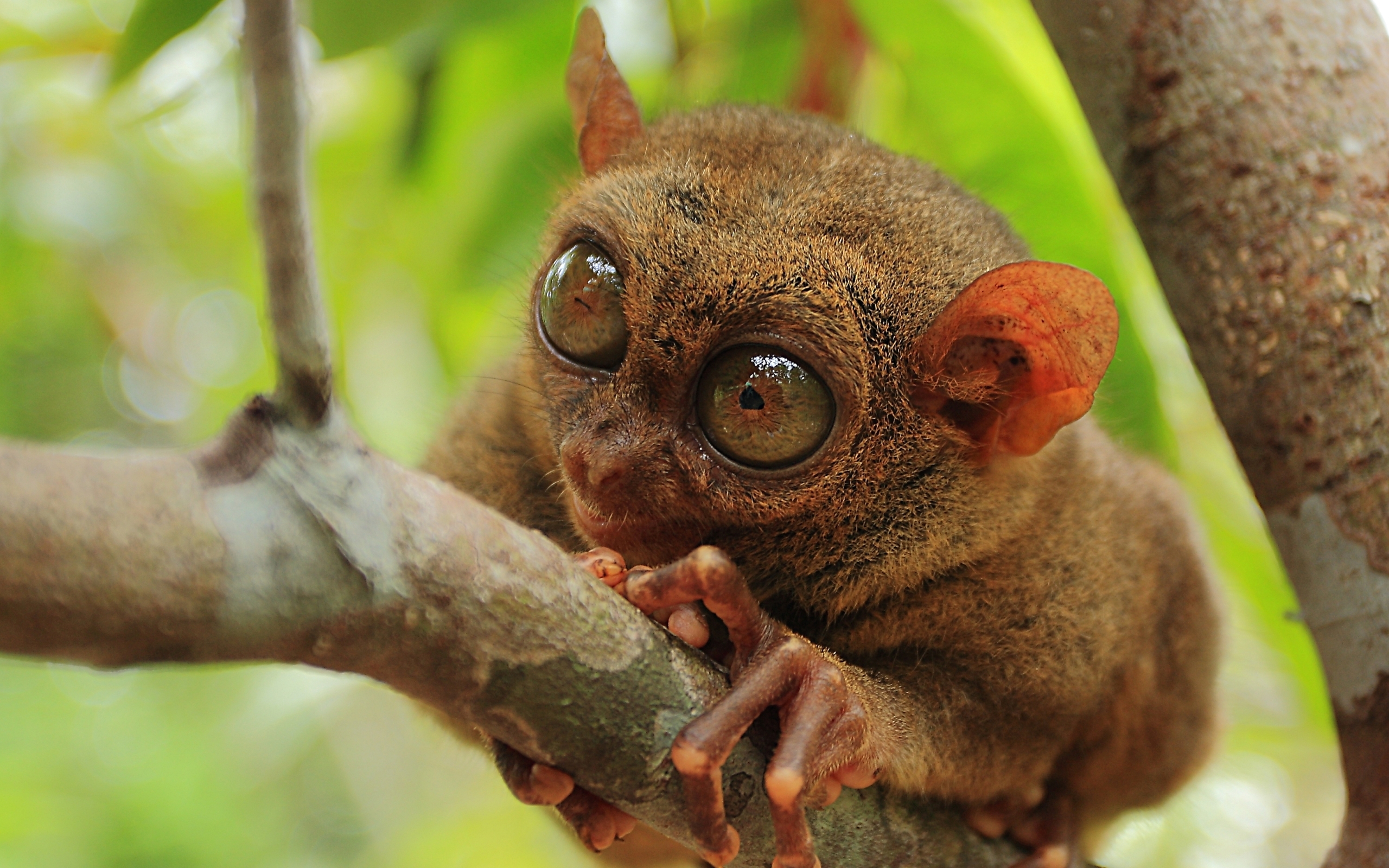 animal, tarsier, close up, primate, monkeys