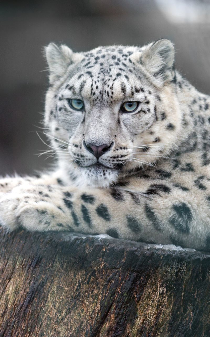 Download mobile wallpaper Cats, Snow Leopard, Animal for free.